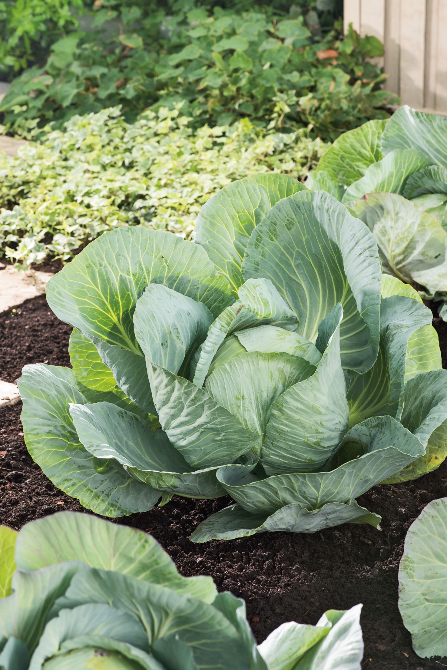 Mehrere Köpfe von frischem Weißkohl mit bläulich-grünen, geschwungenen Blättern im Gemüsebeet auf dunklem, lockerem Boden.