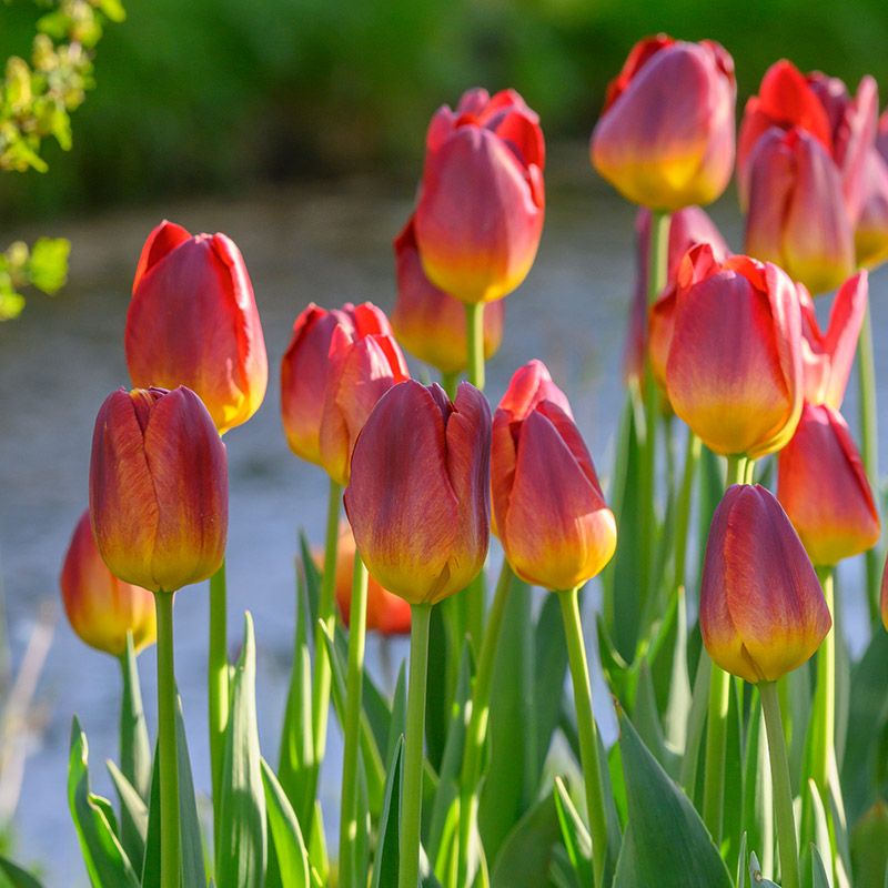 Nahaufnahme mehrerer roter Tulpen mit gelb gesprenkelten Blütenköpfen und grünen Stielen, sonnige Gartenszene am Wasser