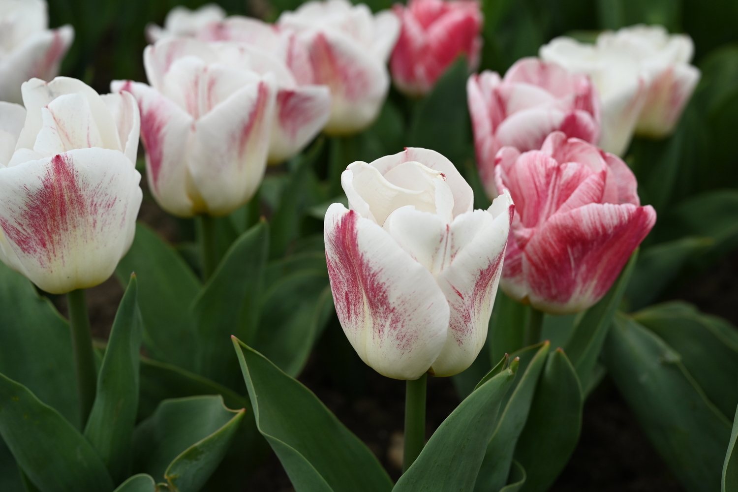 Nahaufnahme mehrerer weiß-rosa Tulpen mit grünen Blättern im Blumenbeet