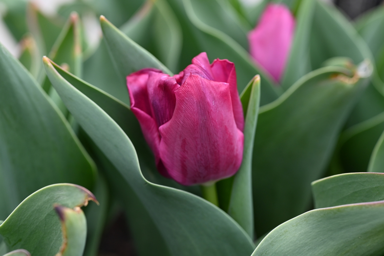52224_Pink_Ardour Nahaufnahme einer pink-violetten Tulpenblüte, umgeben von breiten grünen Blättern