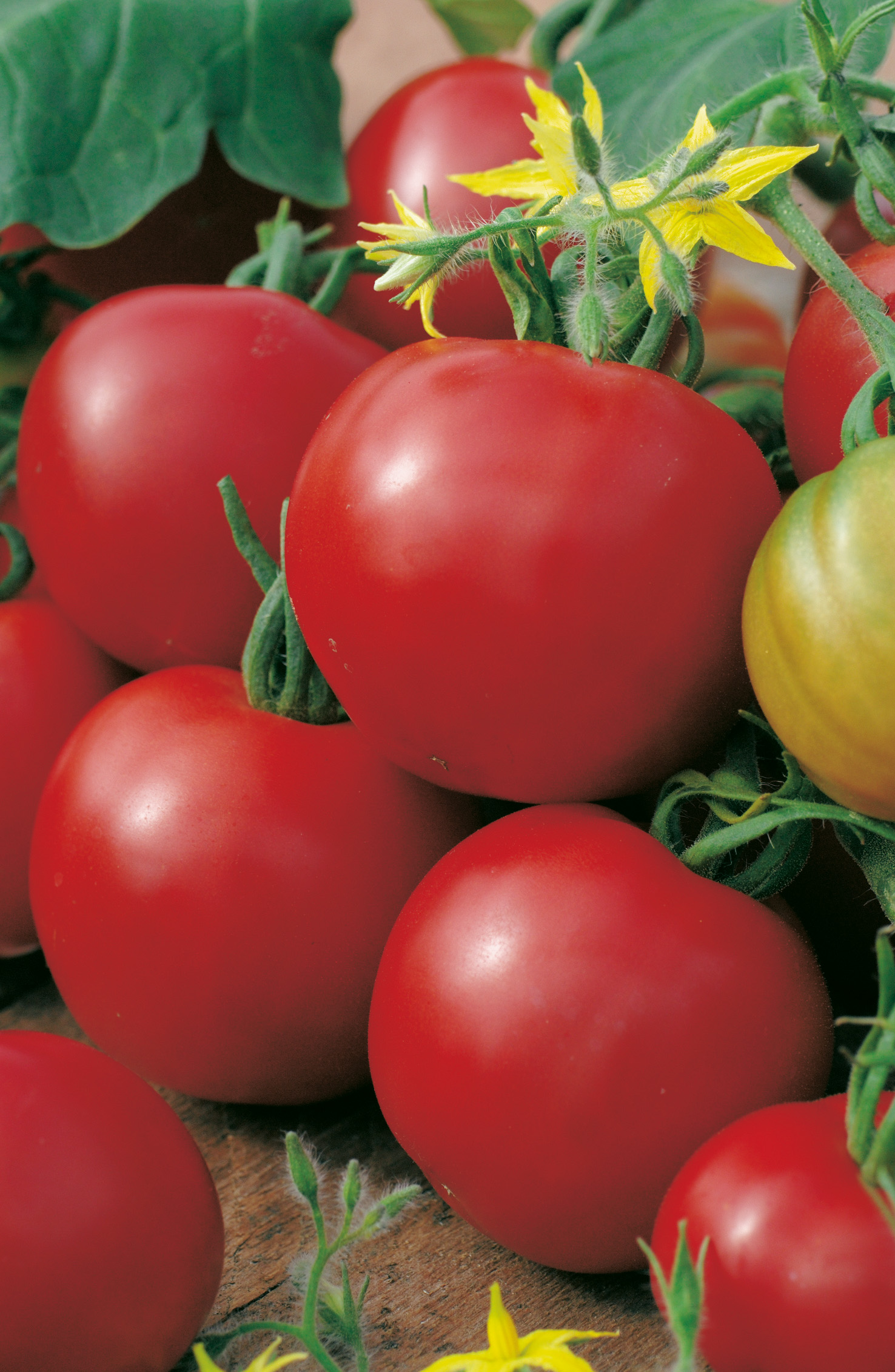 Nahe Aufnahme mehrerer reifer, roter Tomaten am Stiel mit grünen Blättern und gelben Blüten