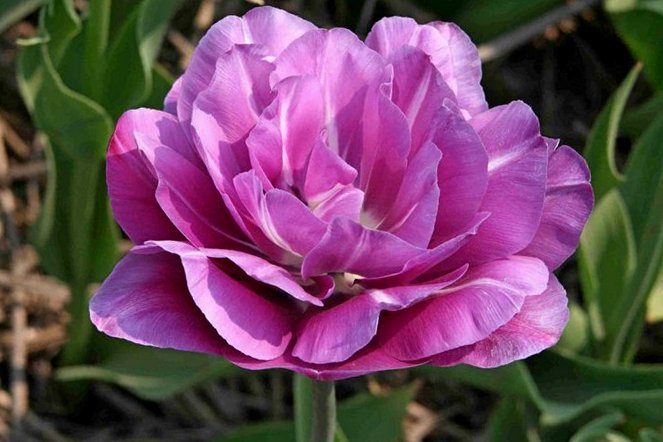 Nahaufnahme einer gefüllten violetten Tulpe mit vielen Blütenblättern in pfingstrosenartiger Form vor grünem Laub, dekoratives Garten- und Blumenmotiv