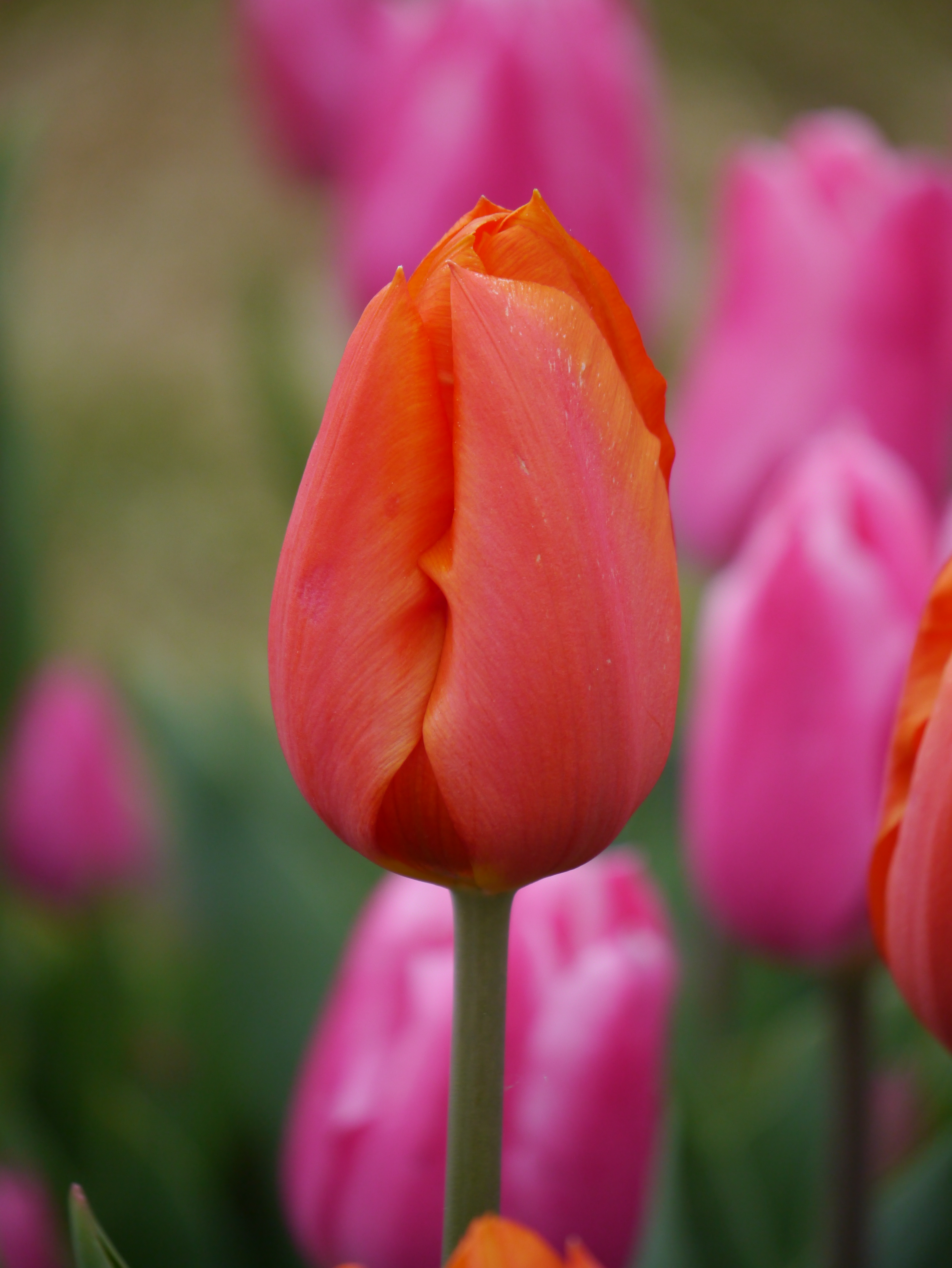 52213_Triumph-Tulpen Prinses Catharina-A Nahaufnahme einer roten Tulpe mit geschlossener Blüte auf einem grünen Stiel, unscharfer Hintergrund mit rosa Tulpen