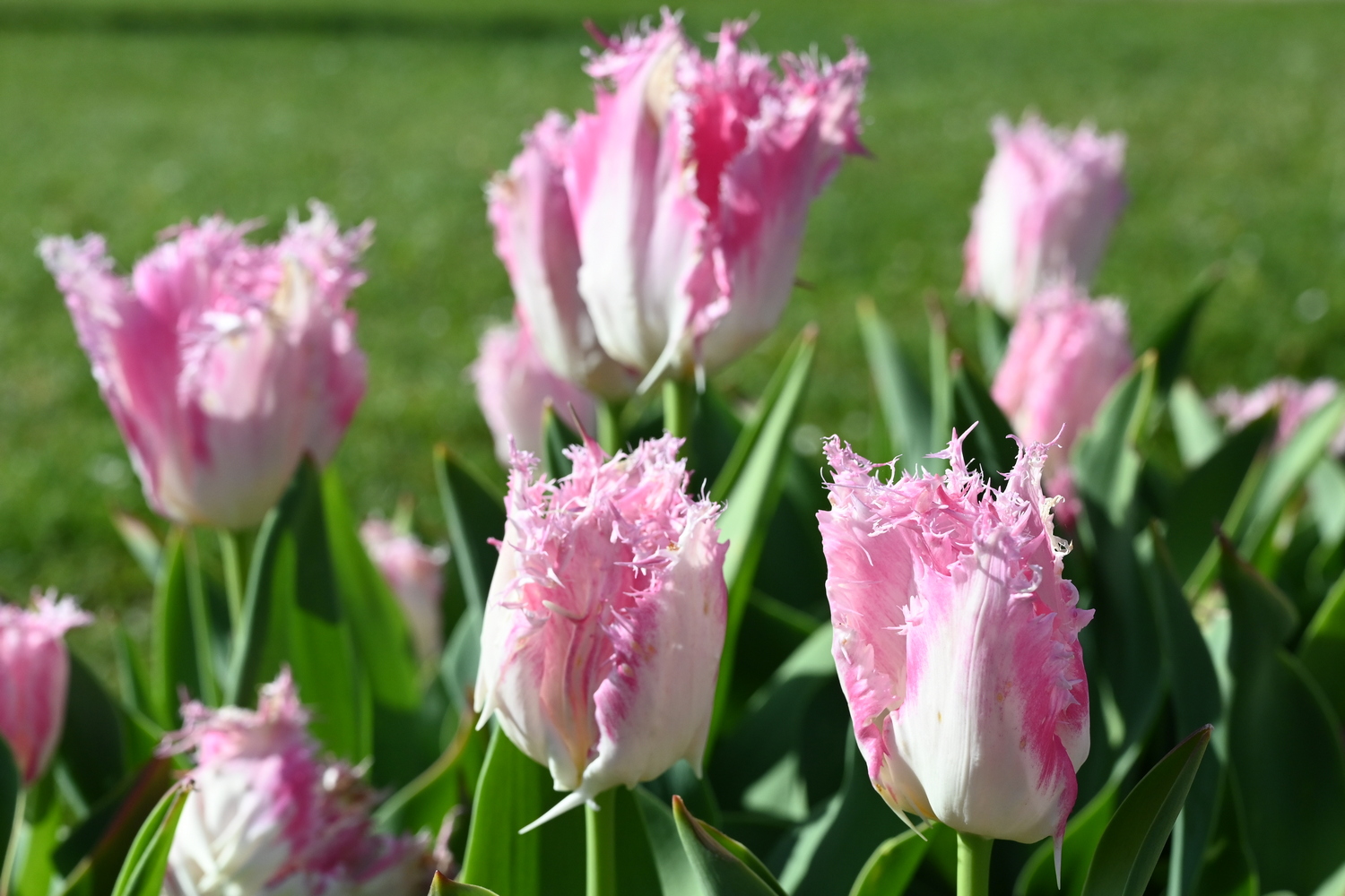 Detailaufnahme von gefransten rosa-weißen Tulpen mit gezackten Blütenrändern und grünen Blättern im Hintergrund