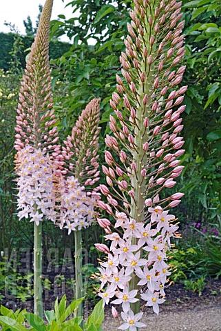Blühende Pflanzen mit langen Blütenständen in rosa und weiß im Garten.