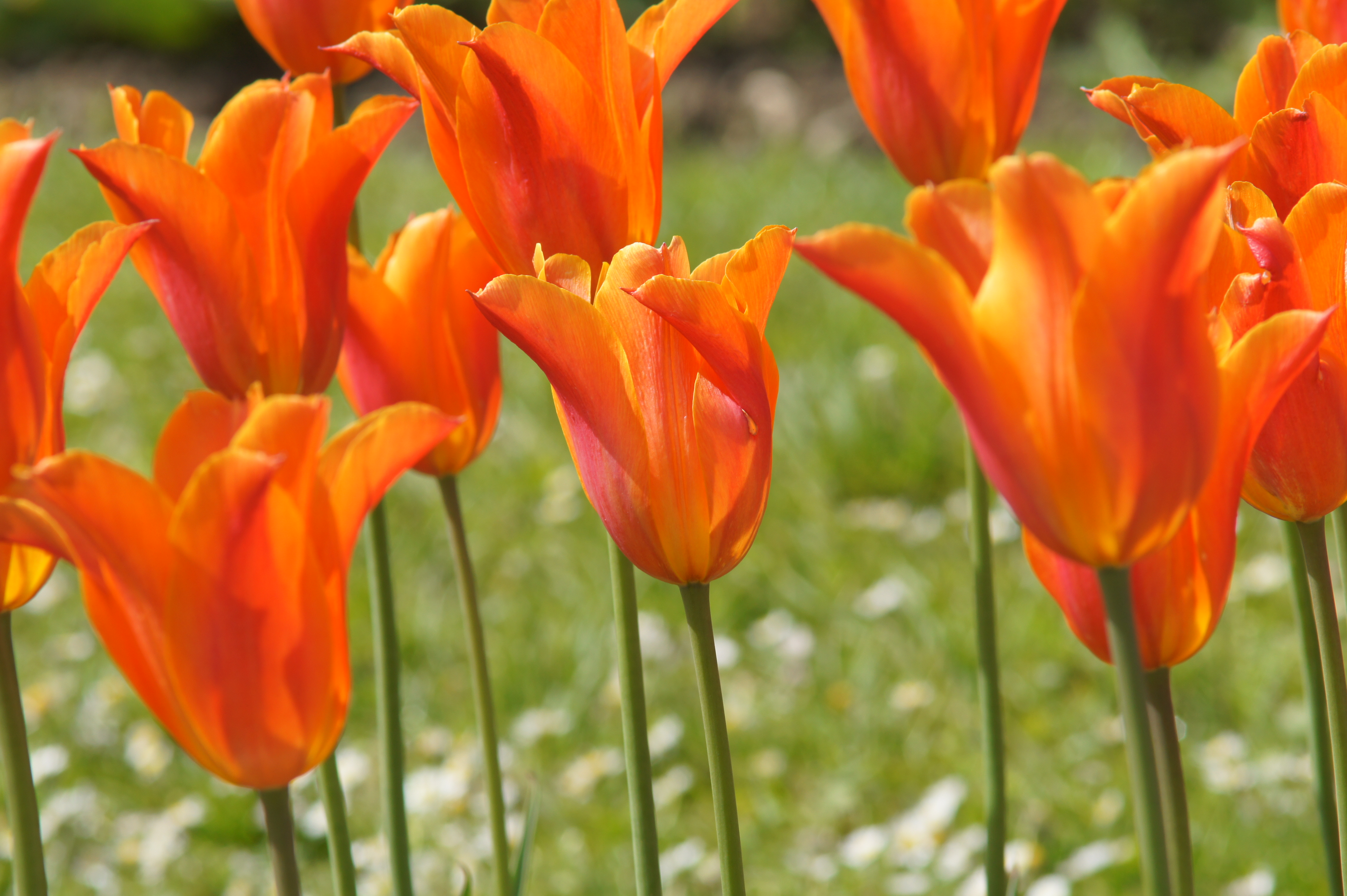Mehrere orangefarbene Tulpen auf grüner Wiese, Nahaufnahme der Blüten