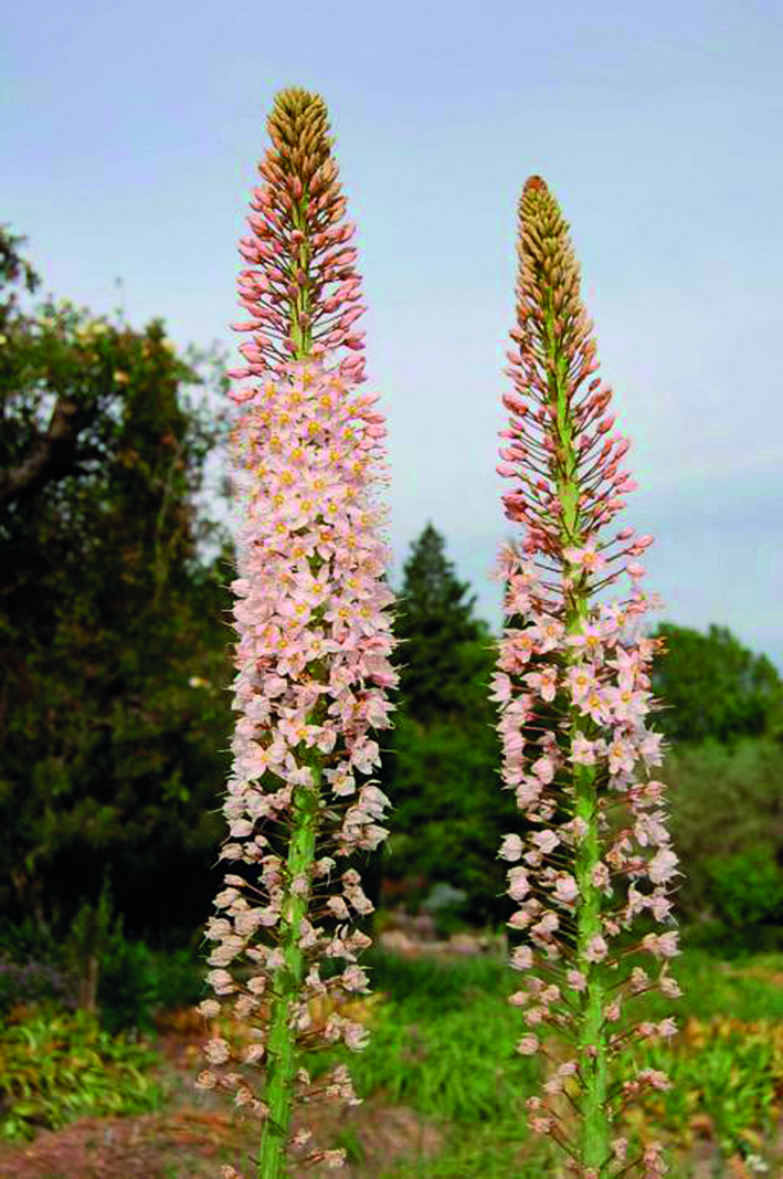 Eremurus robustus