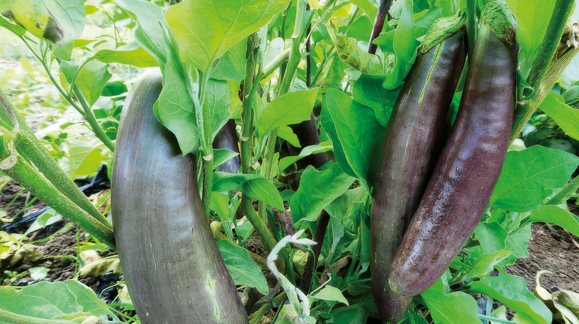 Aubergine Long Jim