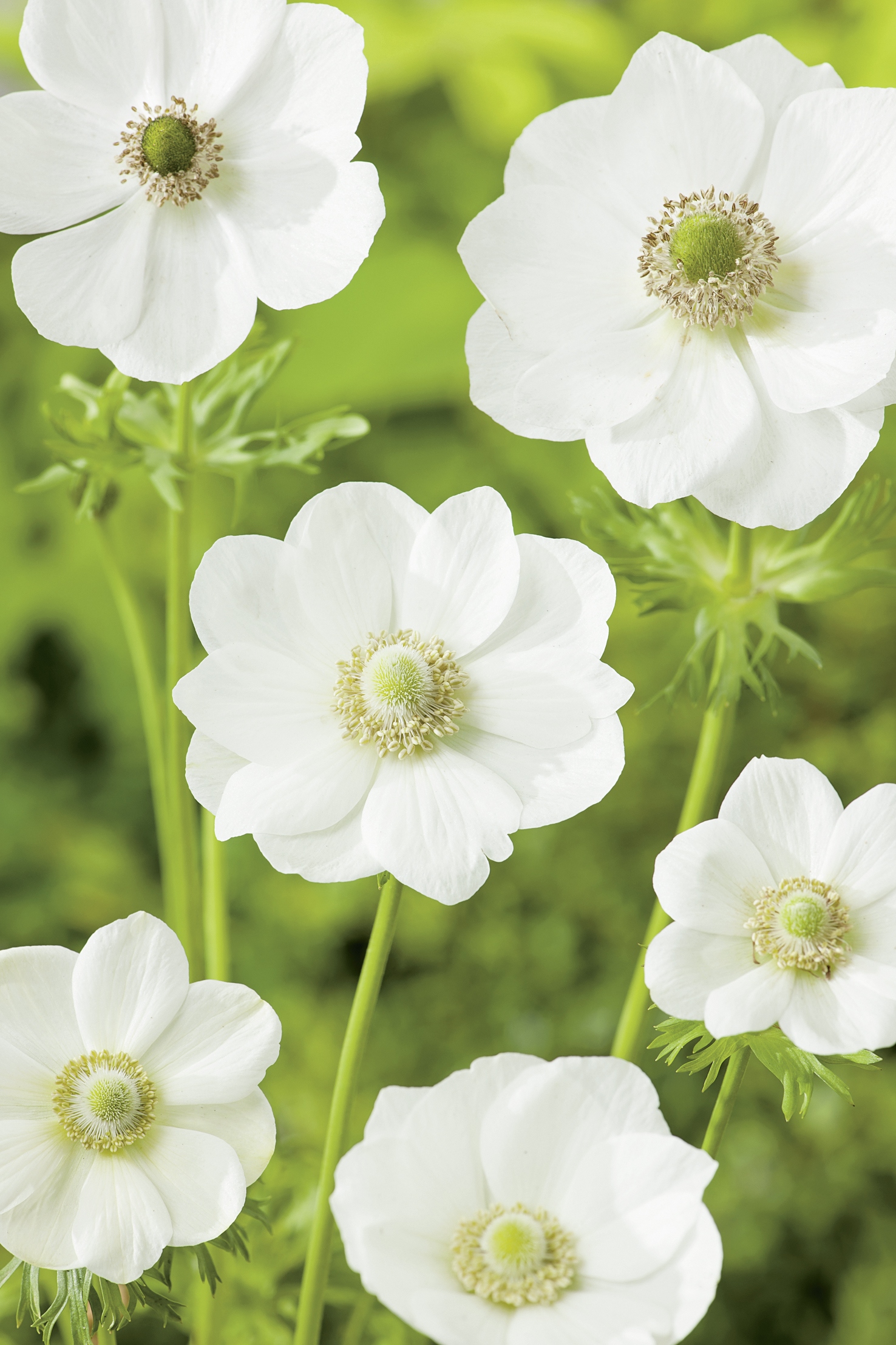 Nahaufnahme mehrerer weißer Anemonenblüten vor unscharf grünem Hintergrund mit deutlich sichtbaren gelblich-grünen Blütenkernen
