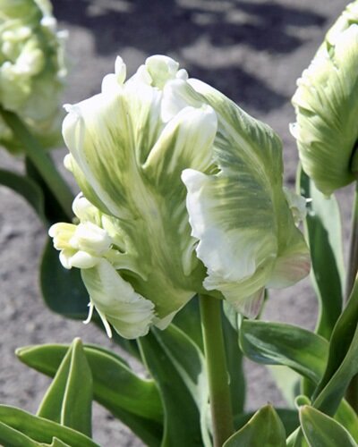 Nahaufnahme einer einzigartigen grün-weißen Tulpe mit gefransten Blütenblättern und lebendigem Blattwerk.