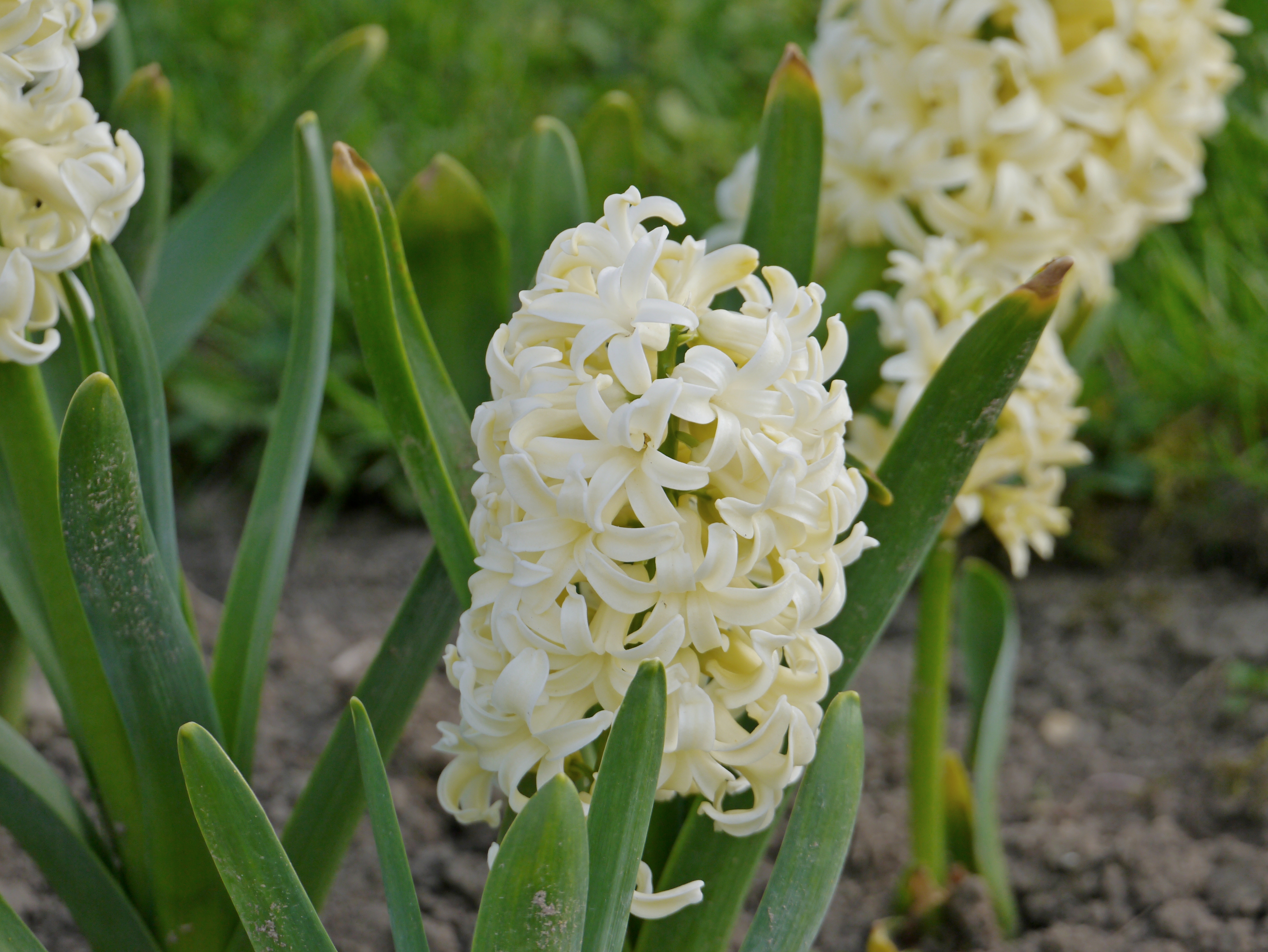 Nahaufnahme einer cremeweißen Hyazinthe mit dichten Blütentrauben und grünen Blättern im Gartenboden