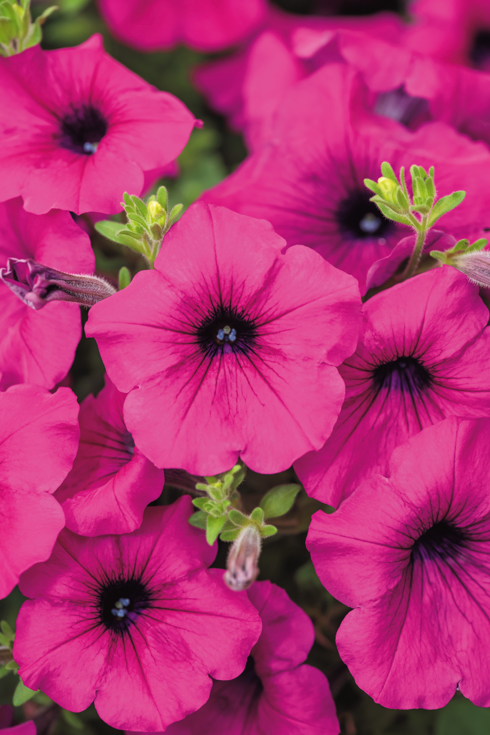 Nahaufnahme mehrerer leuchtend pinker Petunienblüten mit dunklem Blütenzentrum, feinen Adern und grünem Laub