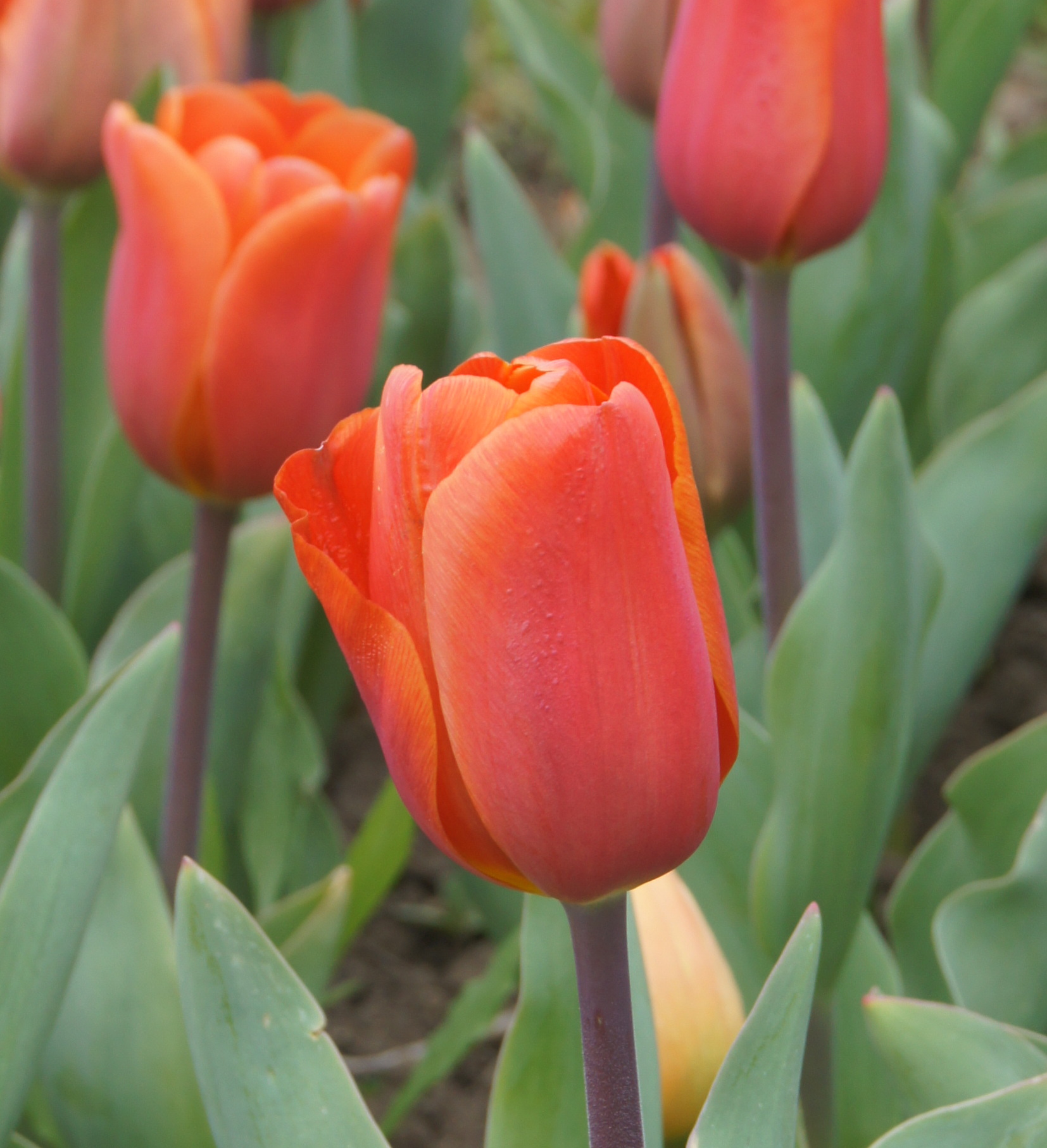 Rote-orange Tulpe in Nahaufnahme im Blumenbeet mit grünen Blättern