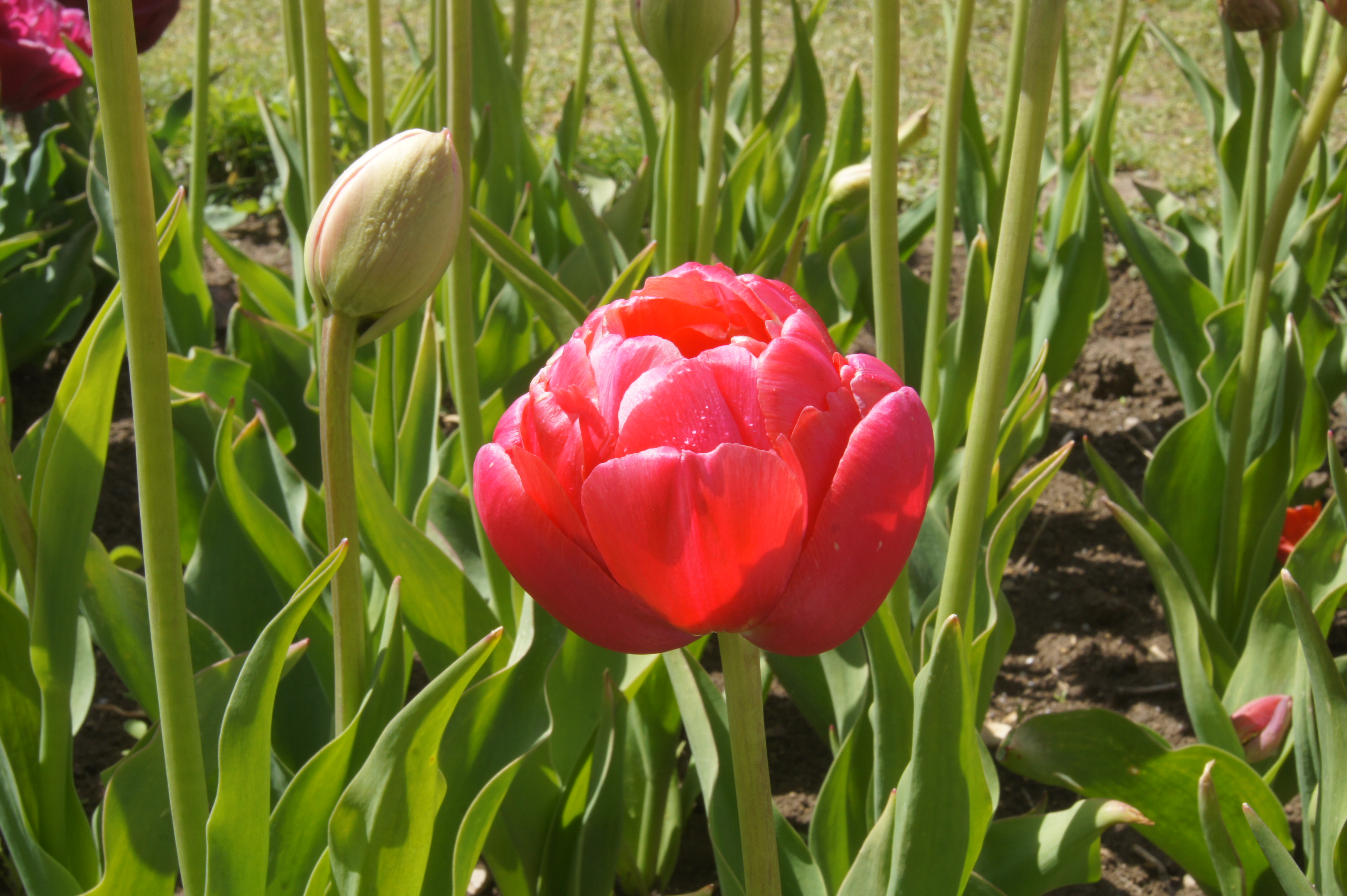Nahaufnahme einer roten, dicht gefüllten Tulpe im Blumenbeet mit grünem Blattwerk und mehreren Knospen im Hintergrund
