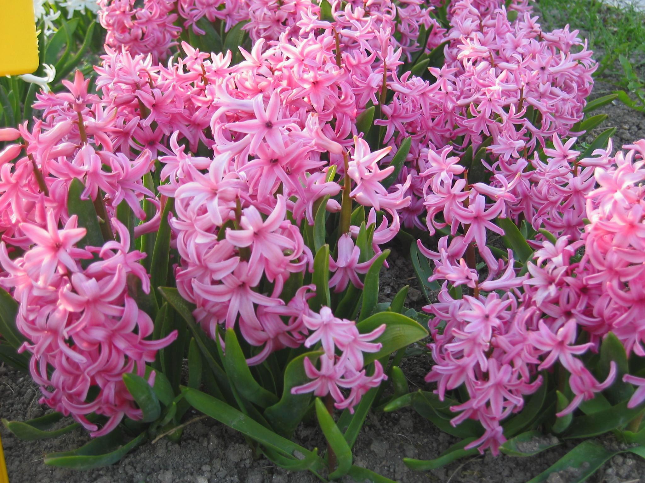 Nahaufnahme von dicht stehenden rosa Hyazinthen im Gartenbeet, zahlreiche blühende Trauben und grüne Blätter bilden ein üppiges rosa Blütenmeer
