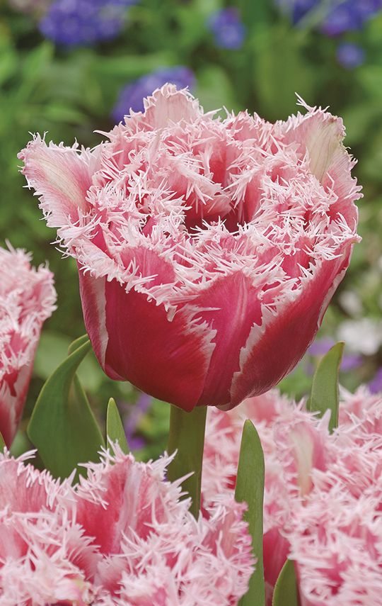 Nahaufnahme einer gefransten rosa Tulpe mit zarten weißen Fransen an den Blütenrändern, umgeben von weiteren Tulpen und grünen Blättern