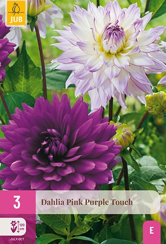 Dahlien Partnerpack Pink Purple Touch