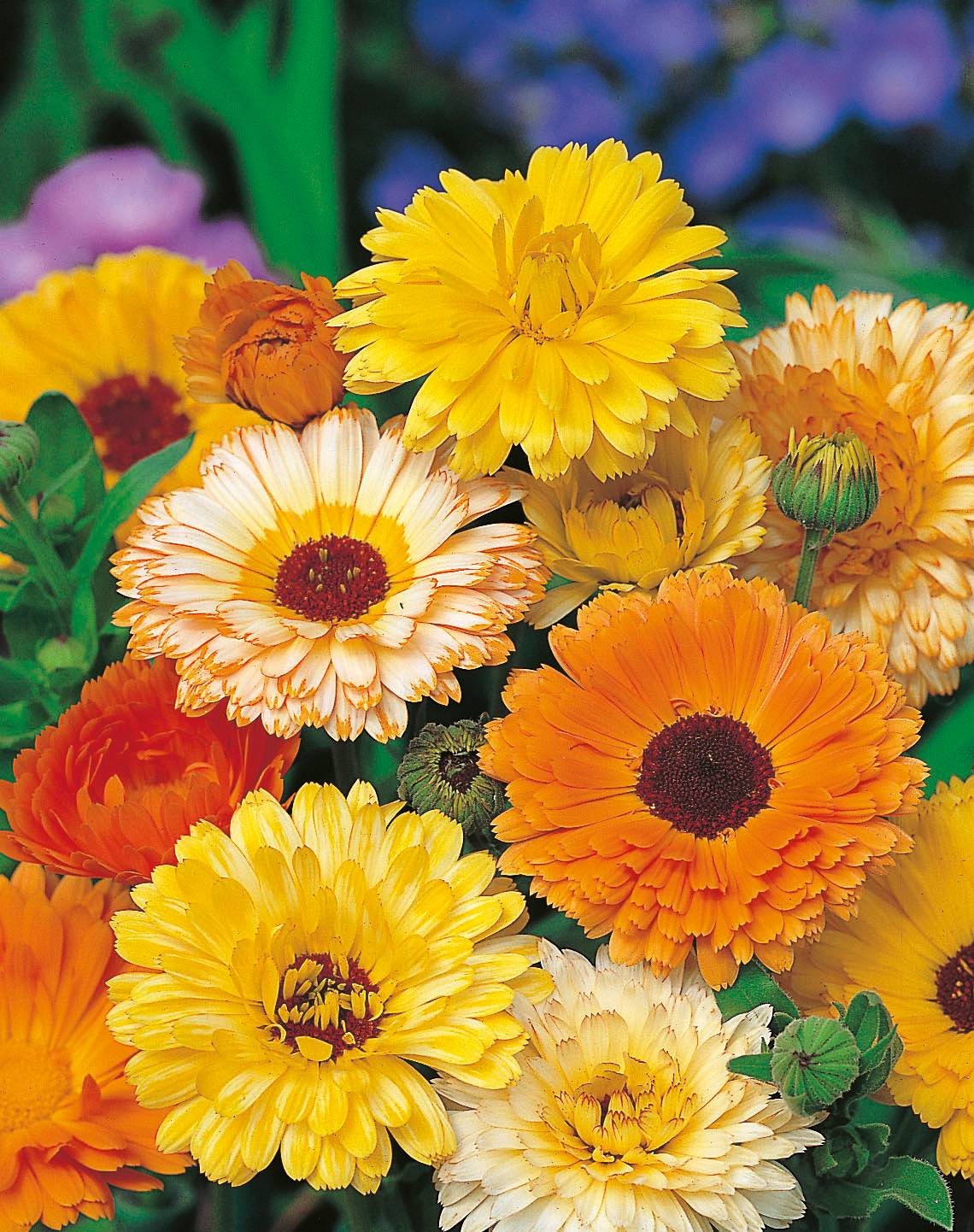Nahaufnahme bunter Ringelblumen (Calendula) in Gelb, Orange und Creme