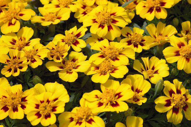 Nahaufnahme gelber Tagetes (Studentenblumen) mit rotem Auge, dichter Blütenbestand im Beet