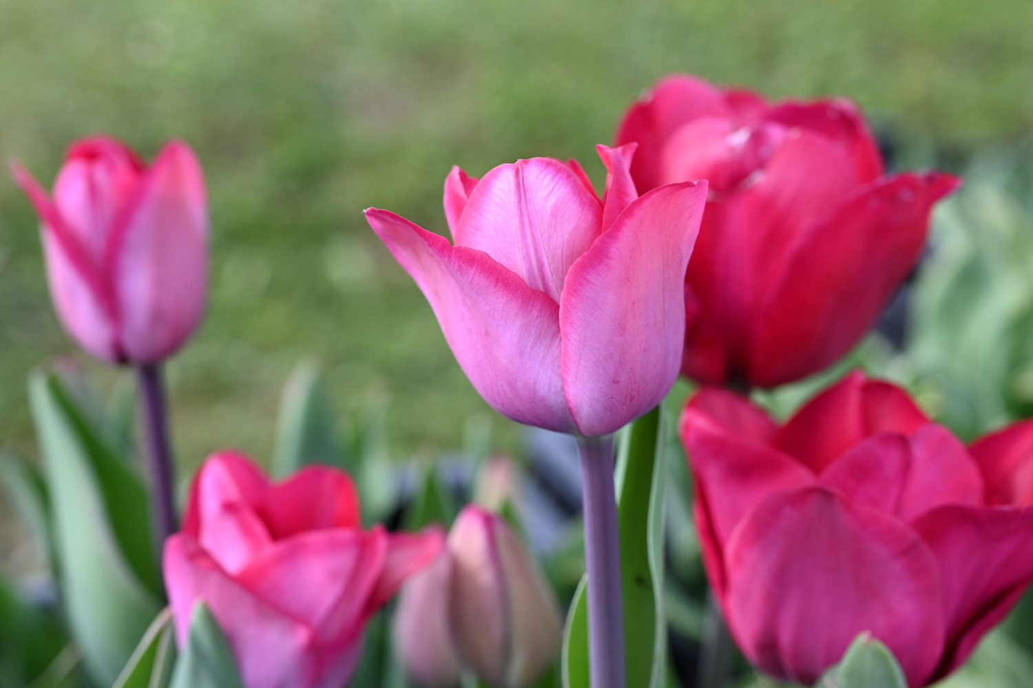 Nahaufnahme rosa Tulpen mit grünen Blättern vor unscharfem Hintergrund