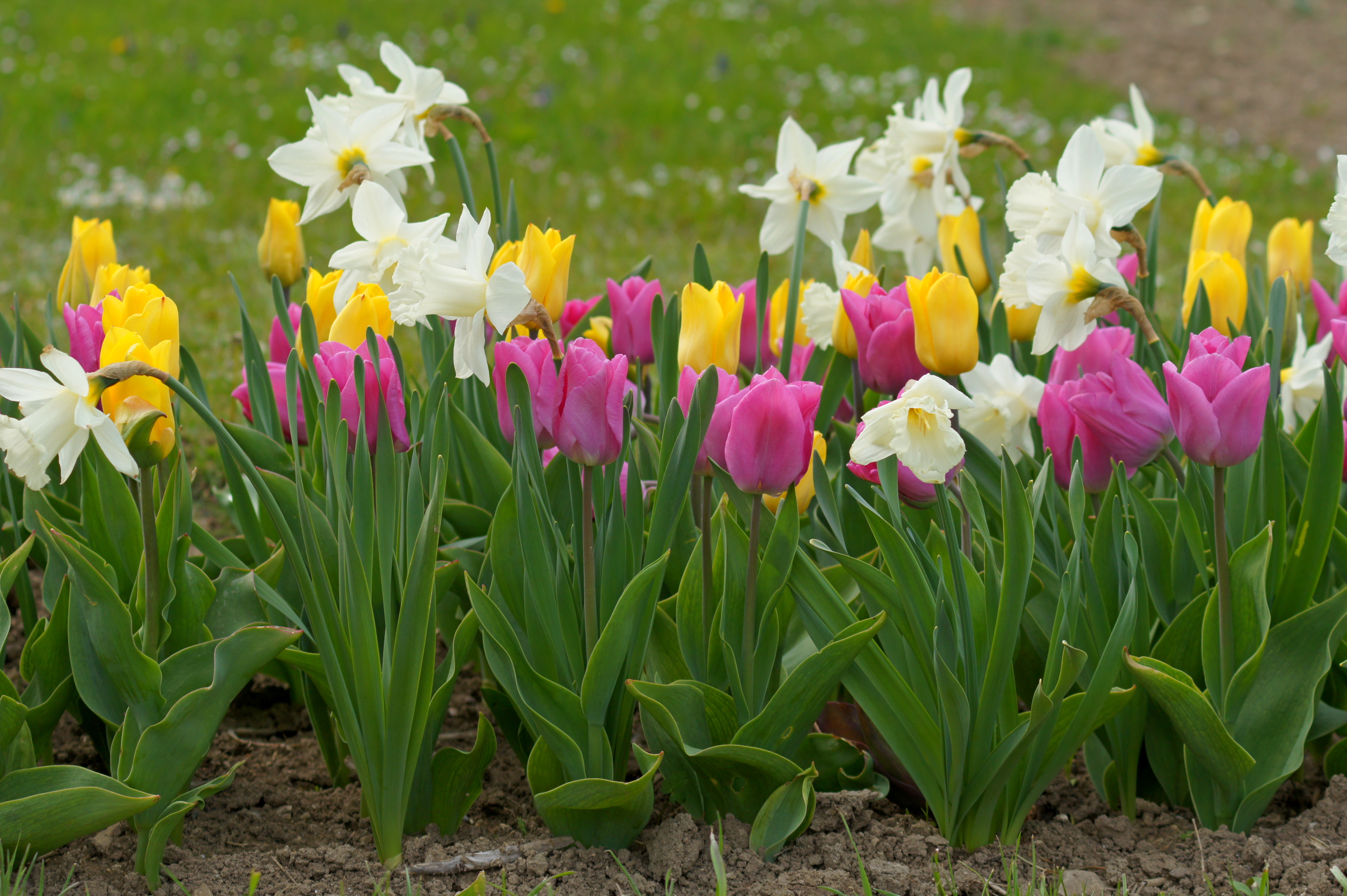Nahaufnahme eines Frühlingsbeets mit rosa und gelben Tulpen sowie weißen Narzissen, grünem Laub und lockerer Erde