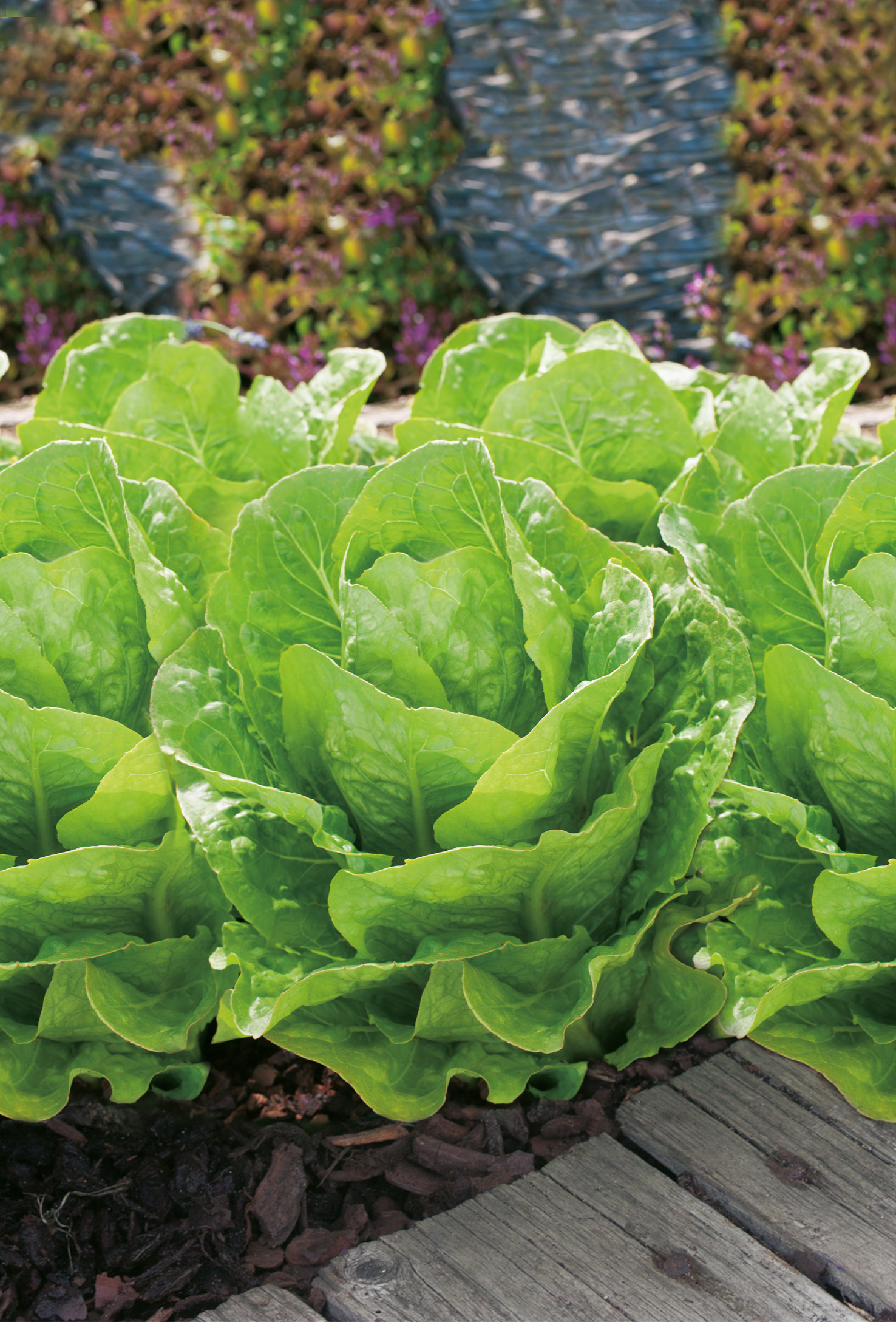 Nahaufnahme mehrerer frischer Römersalatköpfe mit leuchtend grünen Blättern im Gartenbeet, im Vordergrund Holzsteg und Mulch.