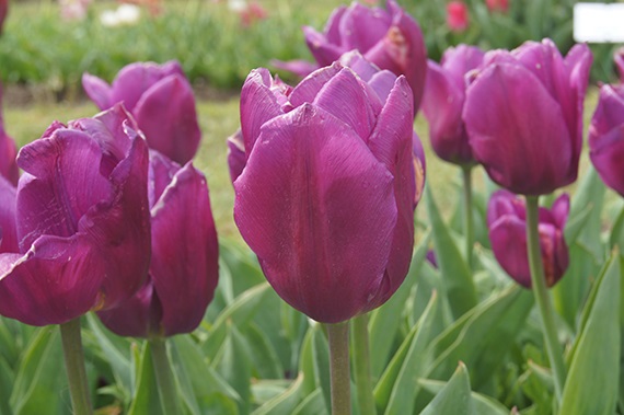 Triumph-Tulpen Laptop