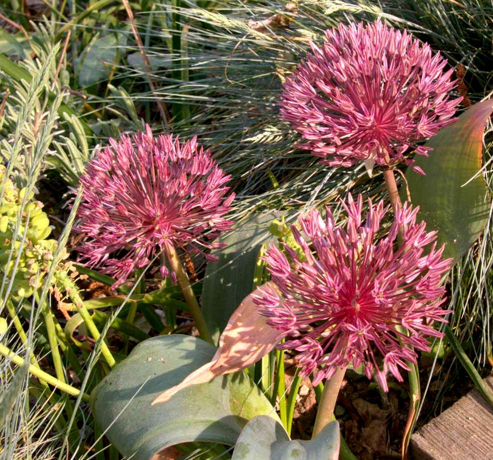 Drei pinke Blüten mit feinen Blütenständen in einem grünen Gartenarrangement