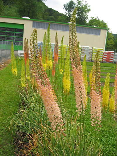 Eremurus isabellinus Shelford-Hybr., Prachtmischung mit hohen Blütenkerzen in zarten Gelb-, Orange- und Rosatönen, ideal zur Verwilderung im Garten