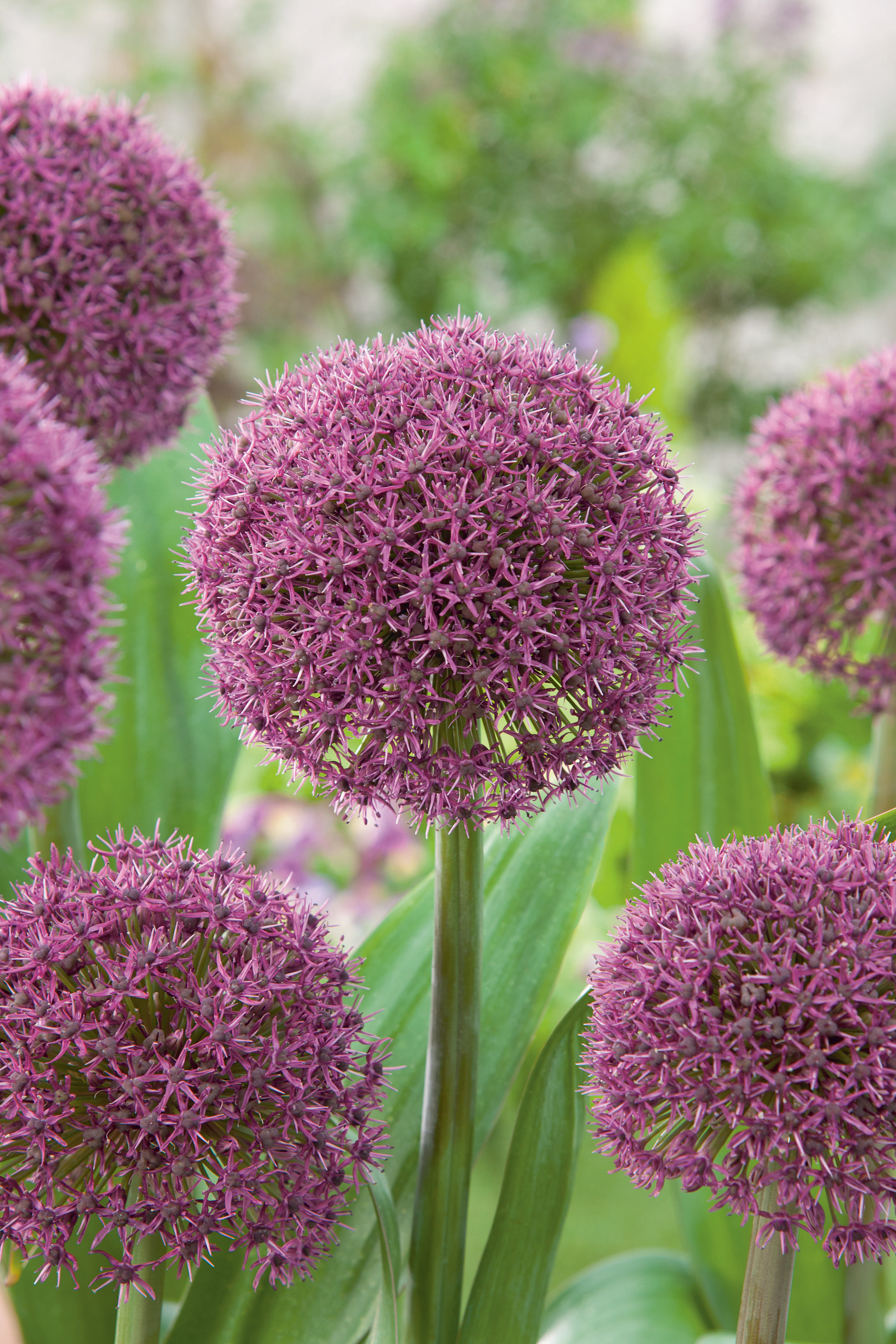 56047_Allium_Ostara Nahaufnahme von violetten Allium-Kugelblüten im Garten: runde Blütenköpfe aus zahlreichen kleinen, sternförmigen Einzelblüten auf hohen Stielen