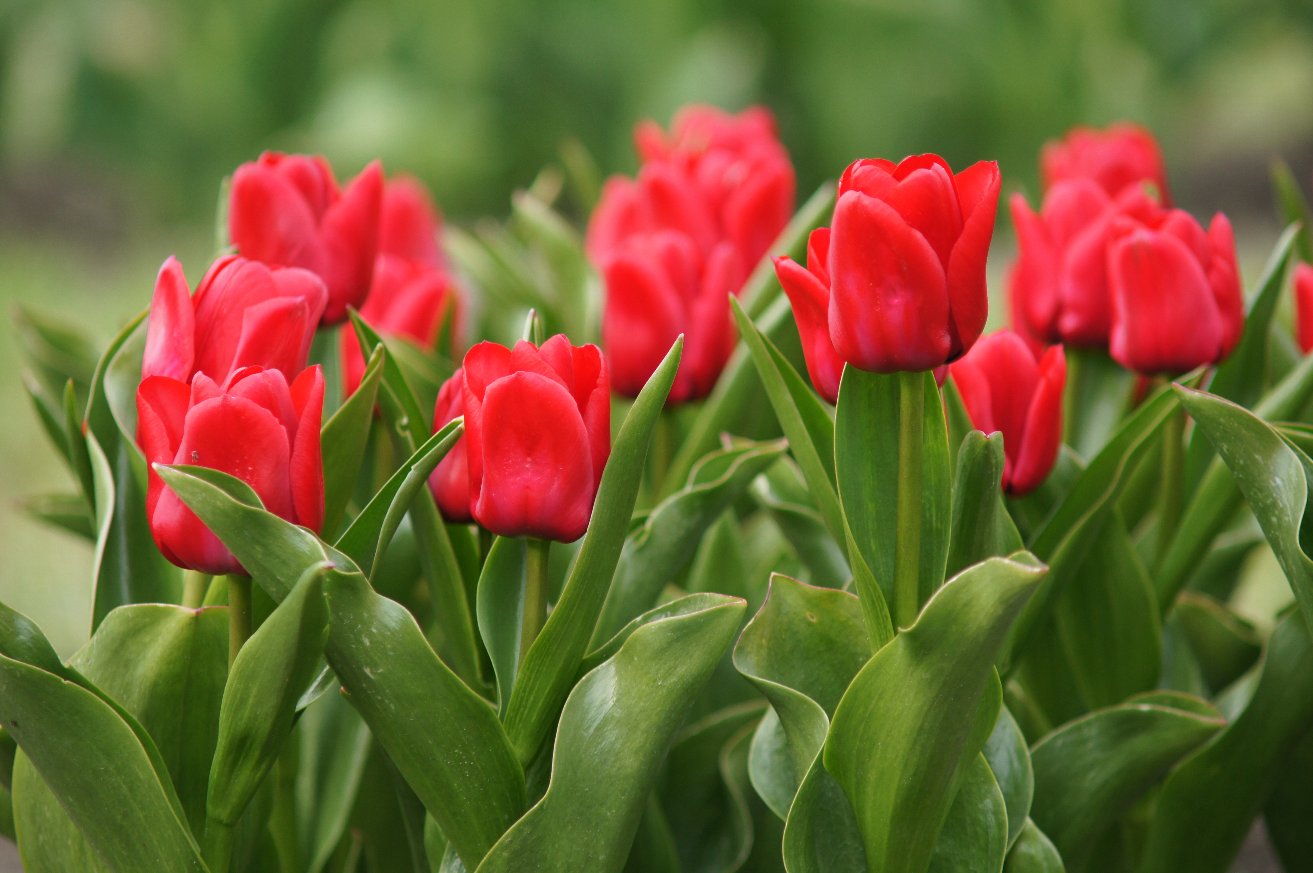 Nahaufnahme mehrerer roter Tulpen mit grünen Blättern in einem Gartenbeet