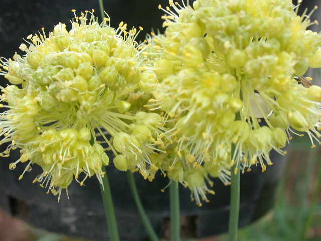 Allium obliquum Nahaufnahme zweier gelber Zierlauch-Blütenkugeln mit feinen Staubgefäßen, aufgenommen in einem schwarzen Pflanztopf