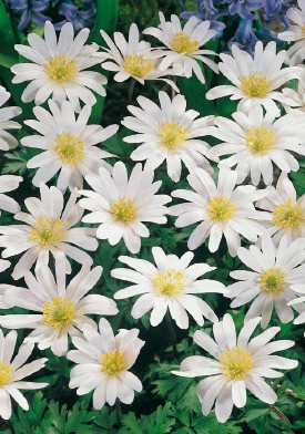 Nahaufnahme weißer Frühlingsanemonen (Anemone blanda) mit gelben Zentren und grünen Blättern, dichter Blütenteppich