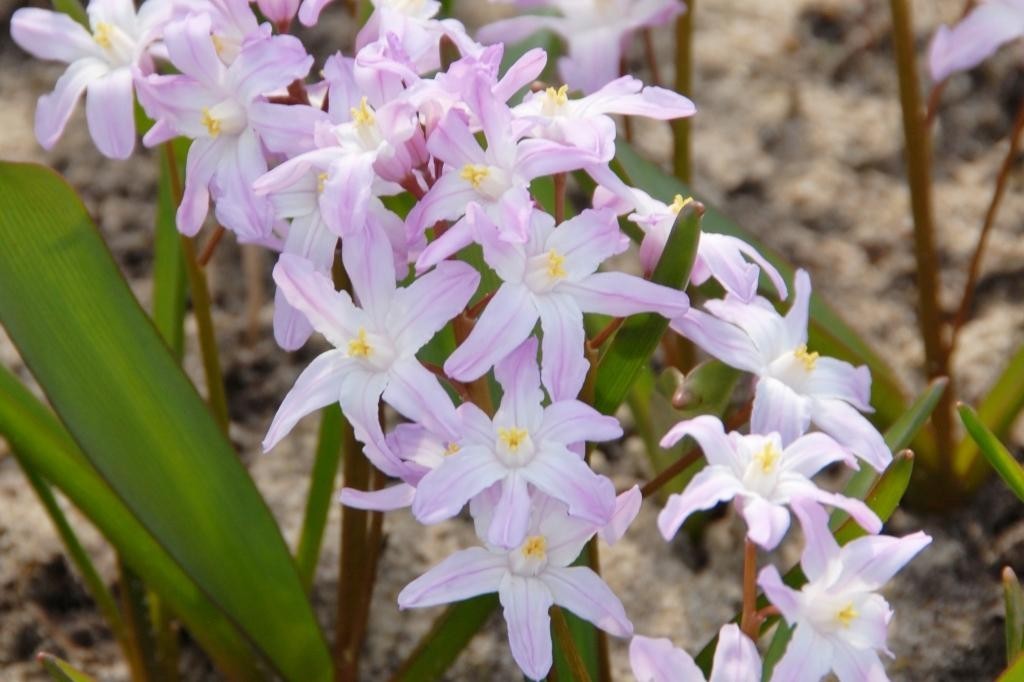 Chionodoxa forbesii Pink Giant