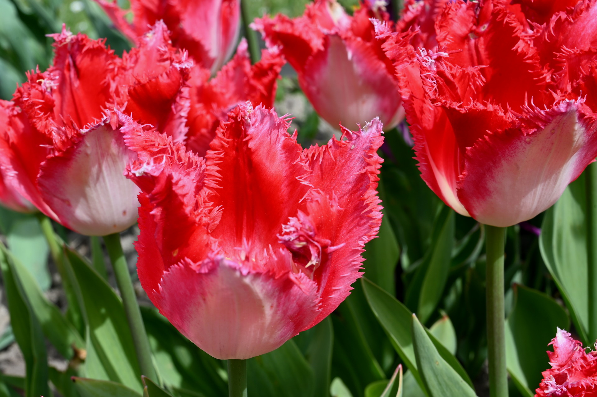 Crispa-Tulpen Sweets Paradise im Beet mit cremeweiß bis zart roséfarbenen Blüten, kräftiger roter Flammung und fein gefransten Blütenrändern
