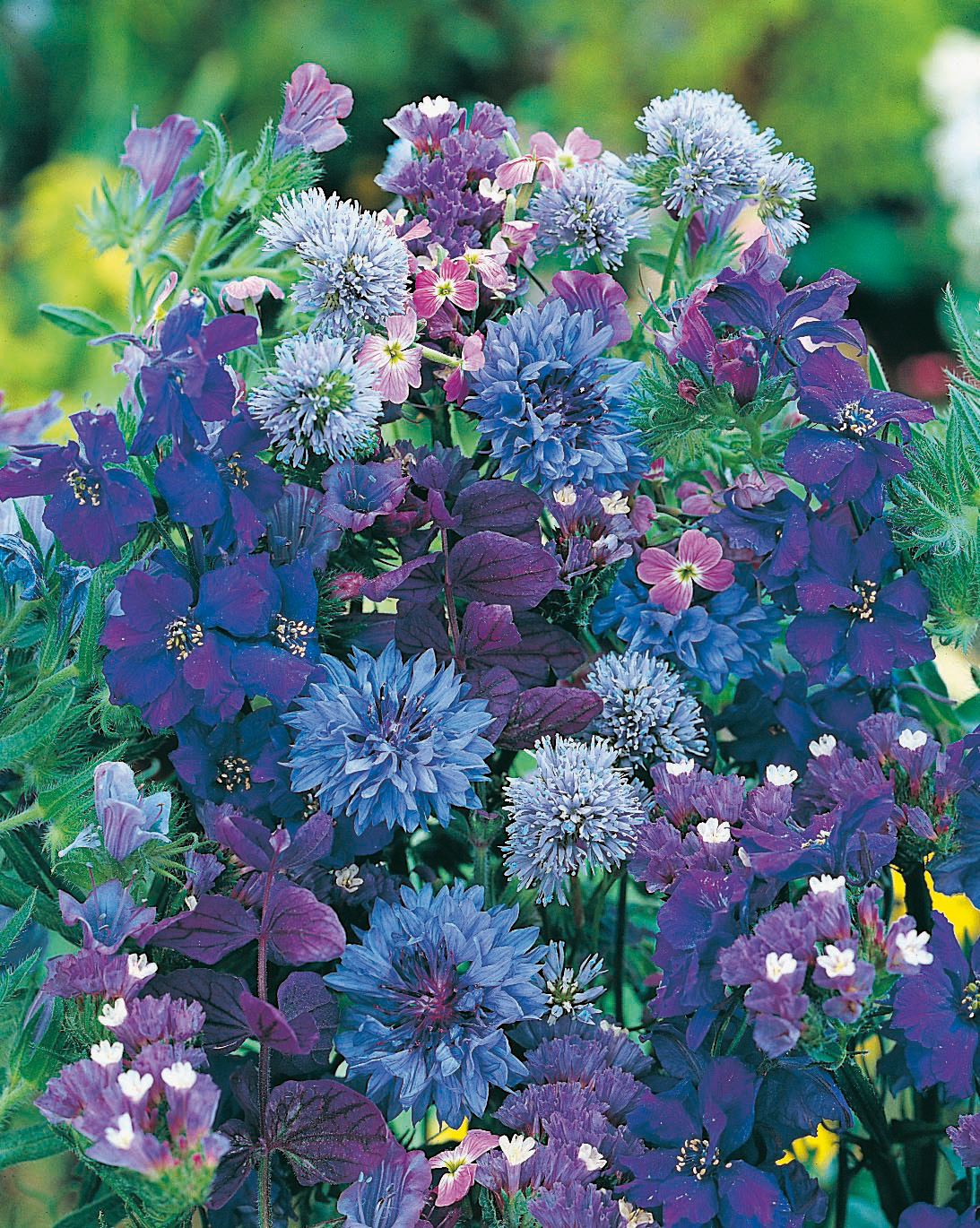Nahaufnahme eines blau-violetten Sommerblumenstraußes mit kugeligen, sternförmigen und kleinen zarten Blüten sowie dunkelgrünem Laub; lebendige Farbpalette von Blau über Violett bis Rosa, dicht arrangiert.