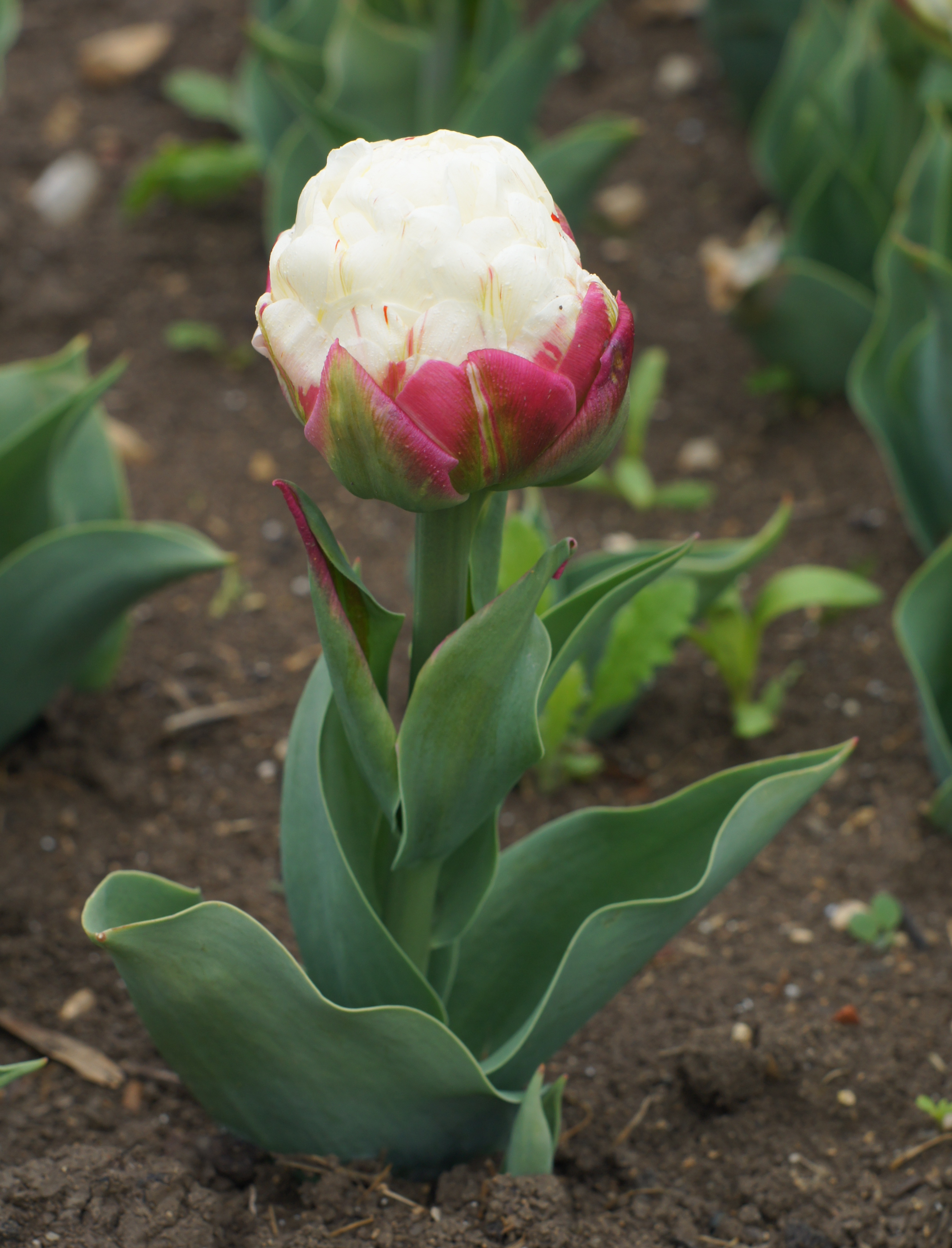 Nahaufnahme einer gefüllten Tulpe mit weißen inneren Blütenblättern und pink-rotem Außenrand, grünes Blattwerk im Blumenbeet