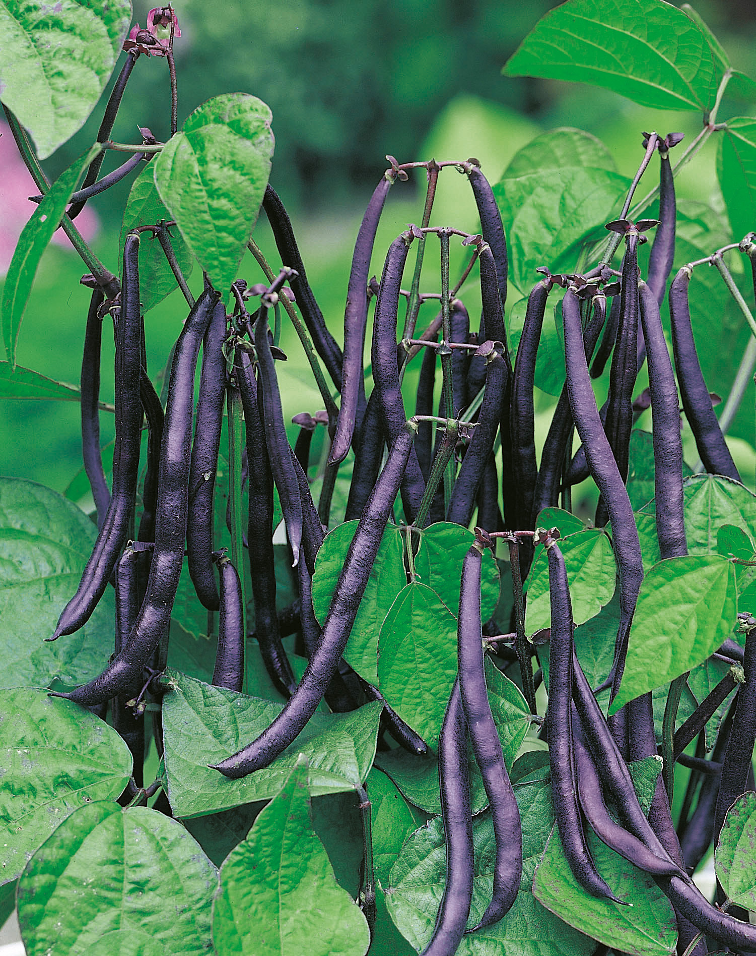 Buschbohnen Purple Teepee von Samen-Fetzer mit langen violett-blauen Hülsen, die gut sichtbar über dem grünen Laub wachsen und leicht zu ernten sind.