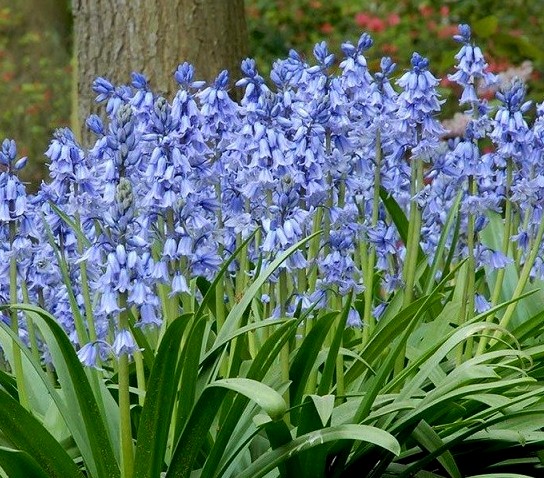 50087_Hyacinthoides hispanica Excelsior Dichtes Beet mit hellblauen, glockenförmigen Blüten an schlanken Stängeln und grünen, schmalen Blättern, im Hintergrund ein Baumstamm