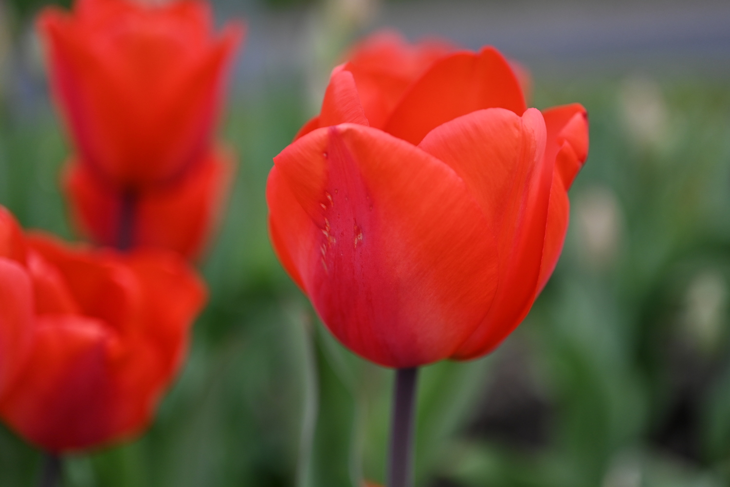 Rote Tulpe in Nahaufnahme mit verschwommenem Hintergrund aus grünen Blättern und weiteren roten Tulpen