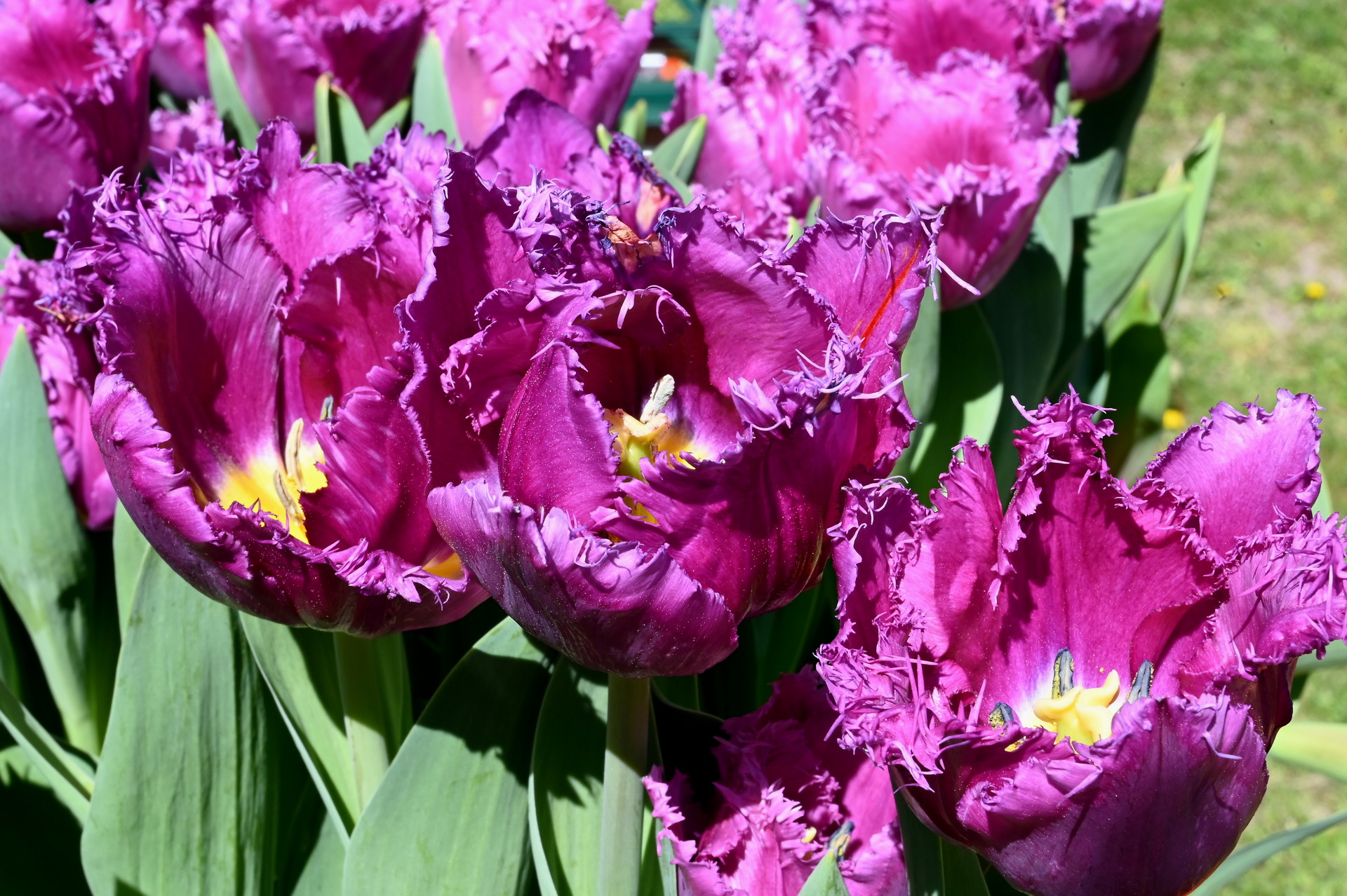 Crispa-Tulpen San Luiz