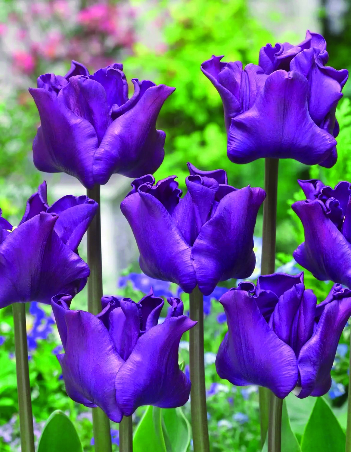 Nahaufnahme mehrerer violetter Tulpen mit gewellten, samtigen Blütenblättern auf langen Stielen vor grünem, unscharfem Gartenhintergrund