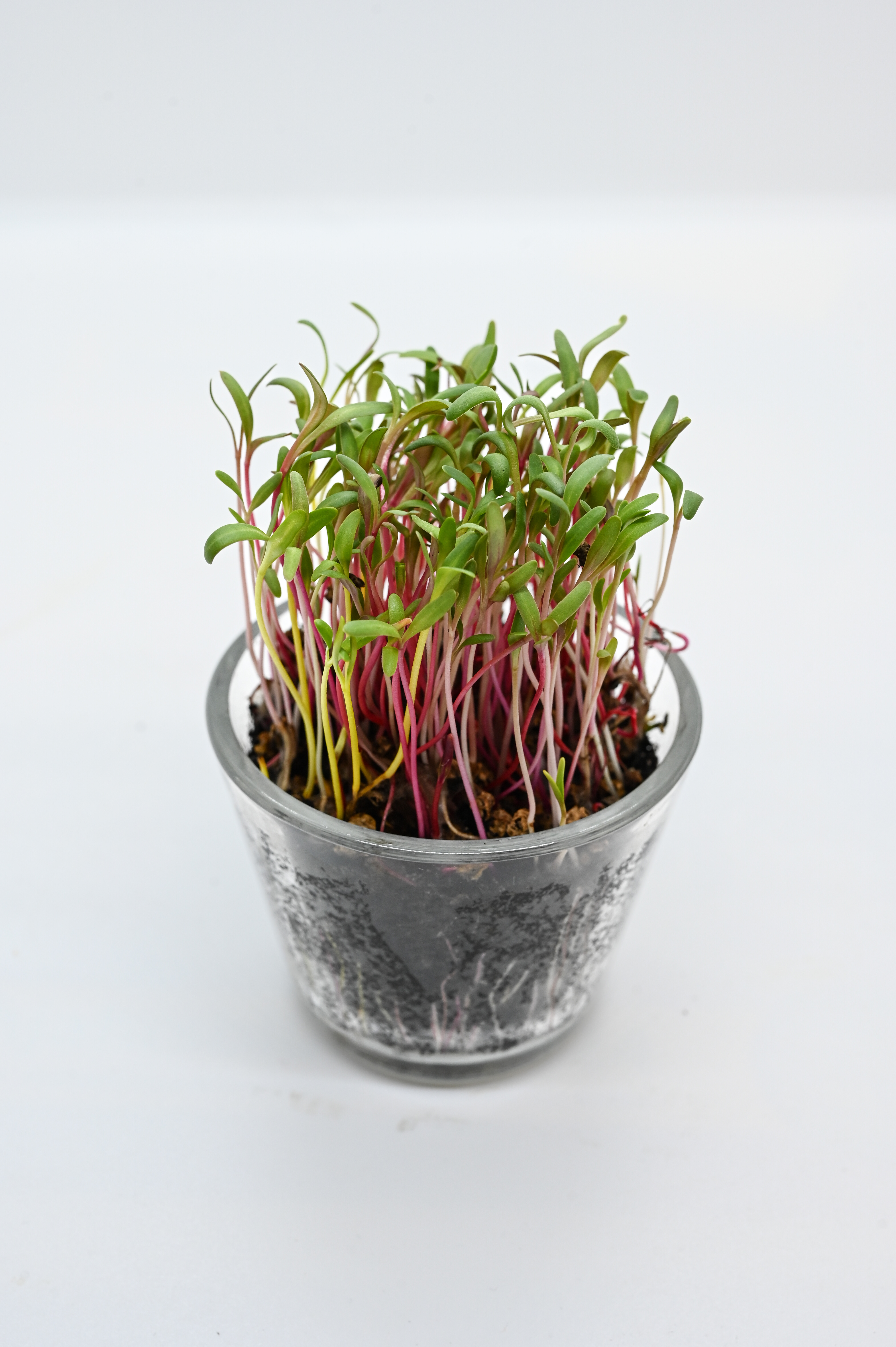 Glas mit Microgreens: dichte Sprossen mit roten Stängeln und kleinen grünen Blättern auf weißem Hintergrund