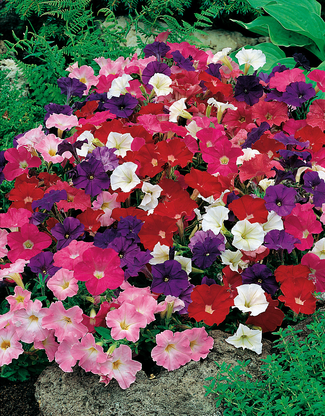 Nahaufnahme eines dichten Petunien-Beets mit hängenden, trichterförmigen Blüten in Rot, Rosa, Lila und Weiß, perfekt für Balkonkästen, Ampeln und farbenfrohe Gartenrabatten.