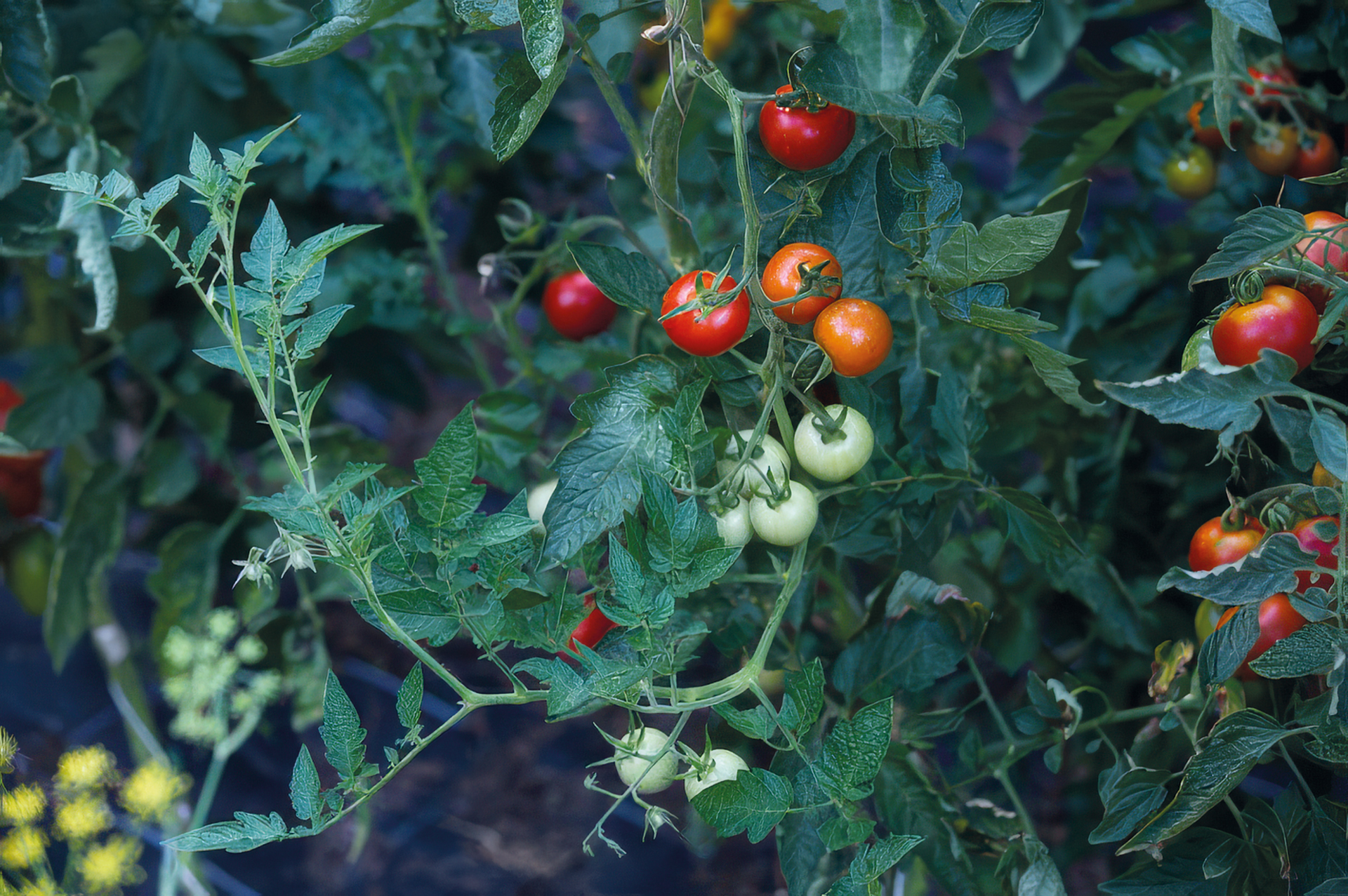 Cocktailtomate Resi
