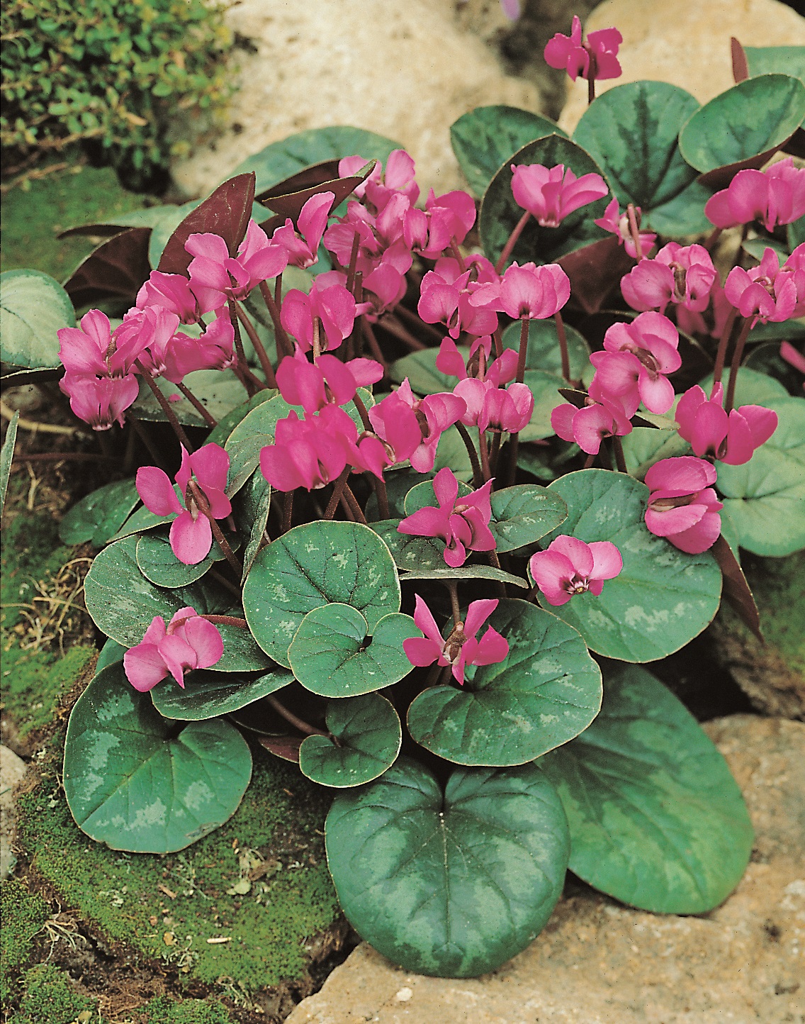 50049_13007369_ FM Nahaufnahme von rosa Alpenveilchen (Cyclamen) mit herzförmigen, dunkelgrün gemusterten Blättern auf moosigem, steinigem Untergrund