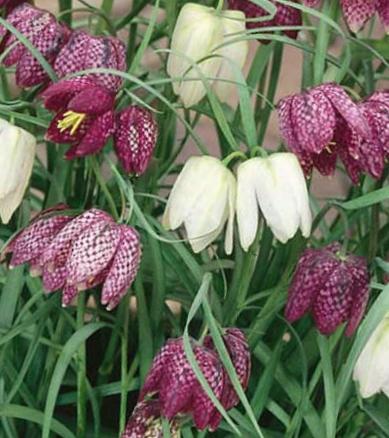 Nahaufnahme von Schachbrettblumen (Fritillaria meleagris) in Purpur und Weiß mit schmalen grünen Blättern, hängende glockenförmige Blüten