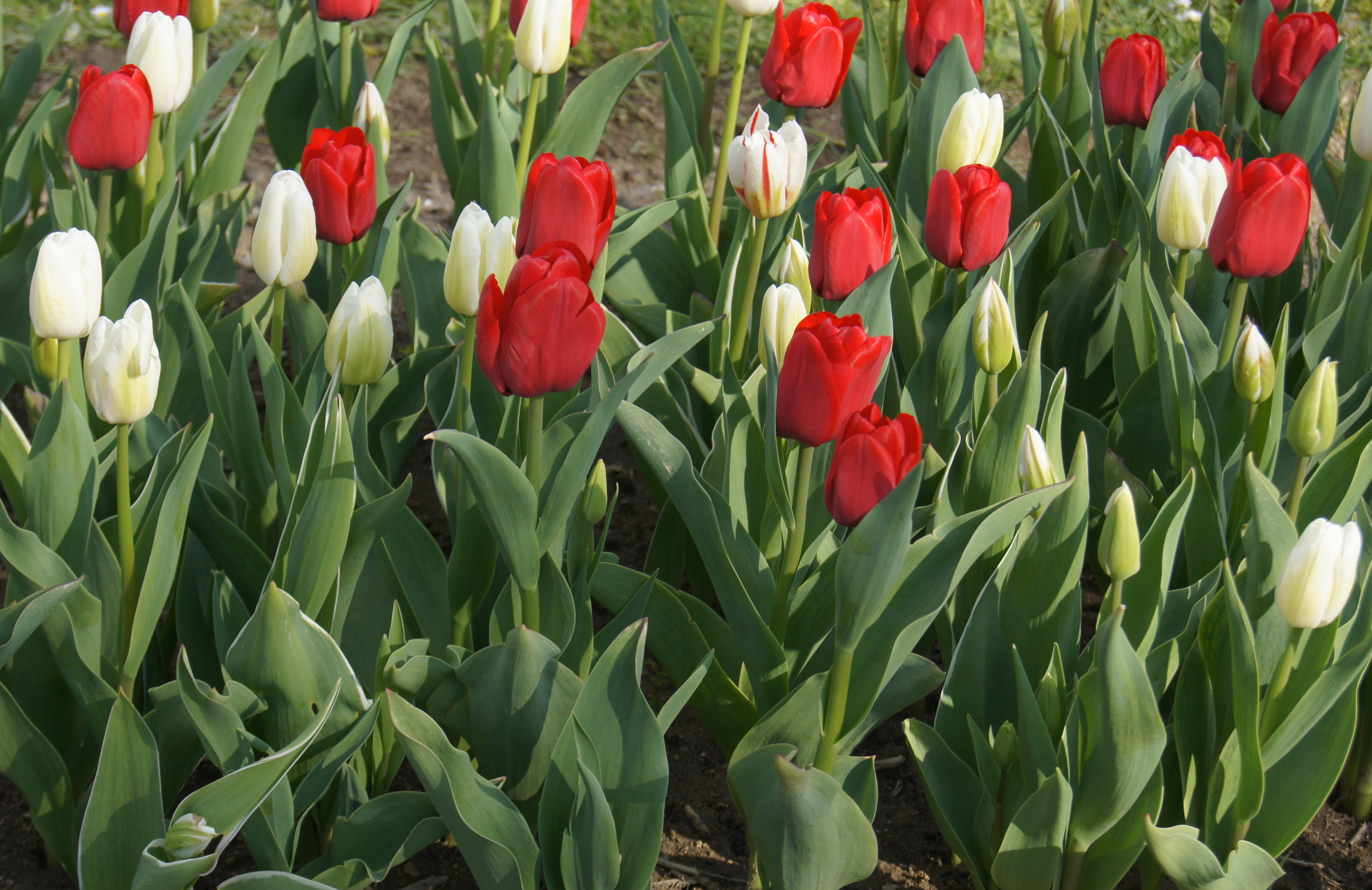 Rote und weiße Tulpen in einem Beet mit grünen Blättern und einzelnen Knospen, Aufnahme im Freien bei Tageslicht