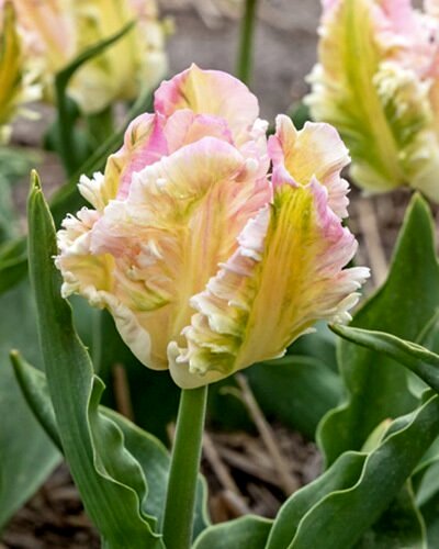 Nahaufnahme einer gefransten Tulpe in Pastellrosa und Gelb mit gewellten Blütenrändern, kräftig grünen Blättern und lockerer Beet-Erde im Hintergrund