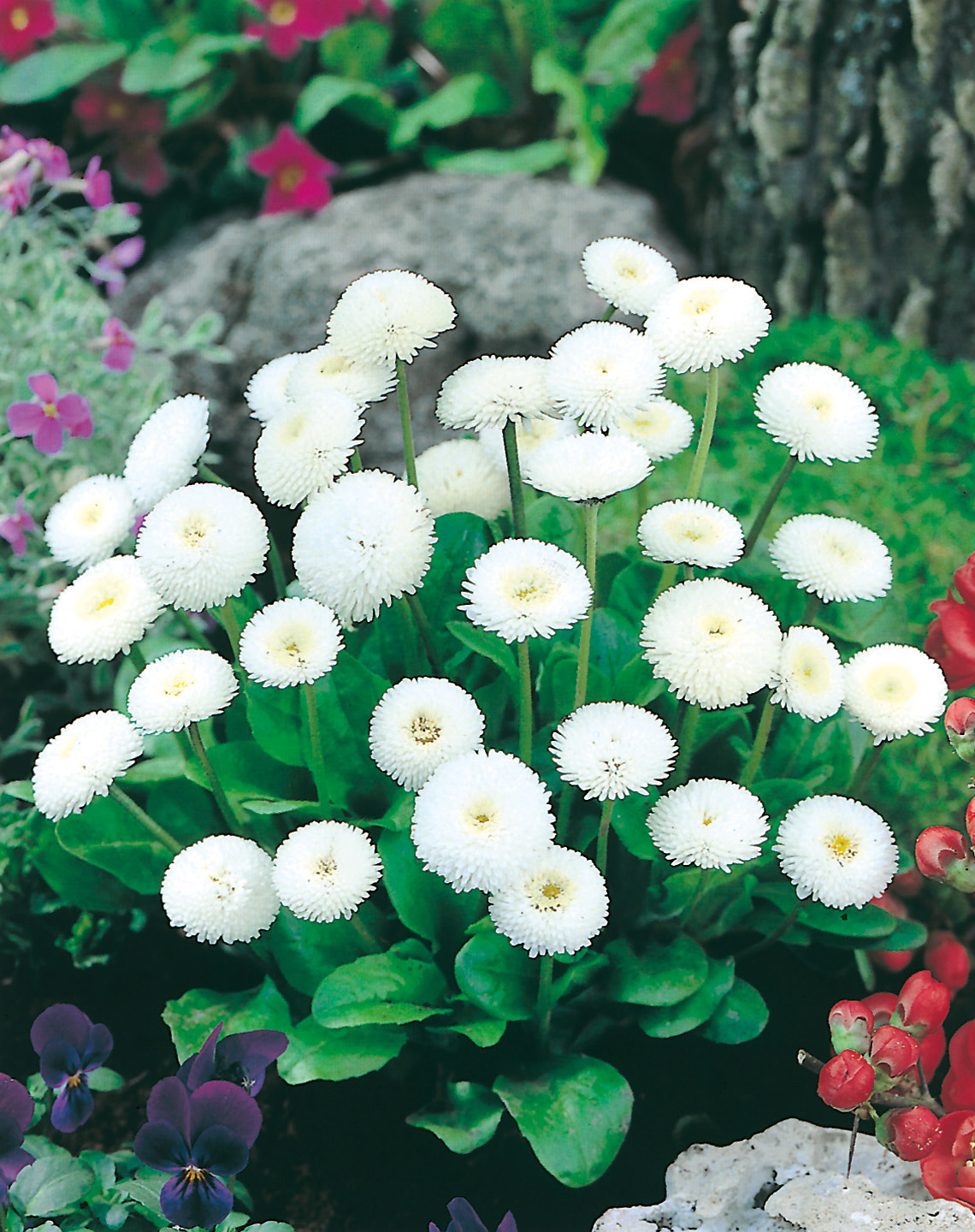 Weiße pomponartige Gänseblümchen (Bellis) als kompakte Polster im Beet, zahlreiche runde Blüten auf kurzen Stängeln